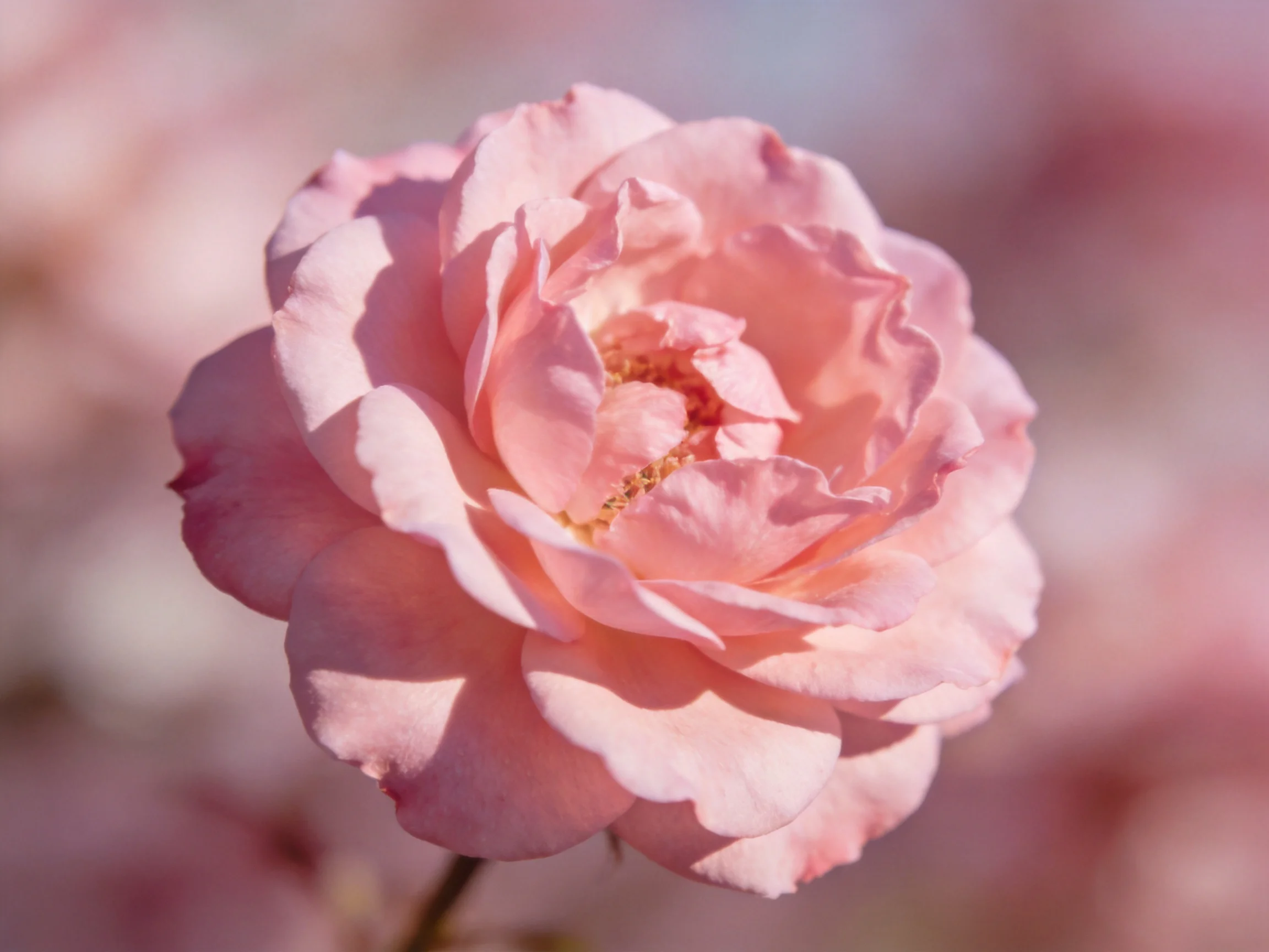 A softly lit pink rose with layered petals