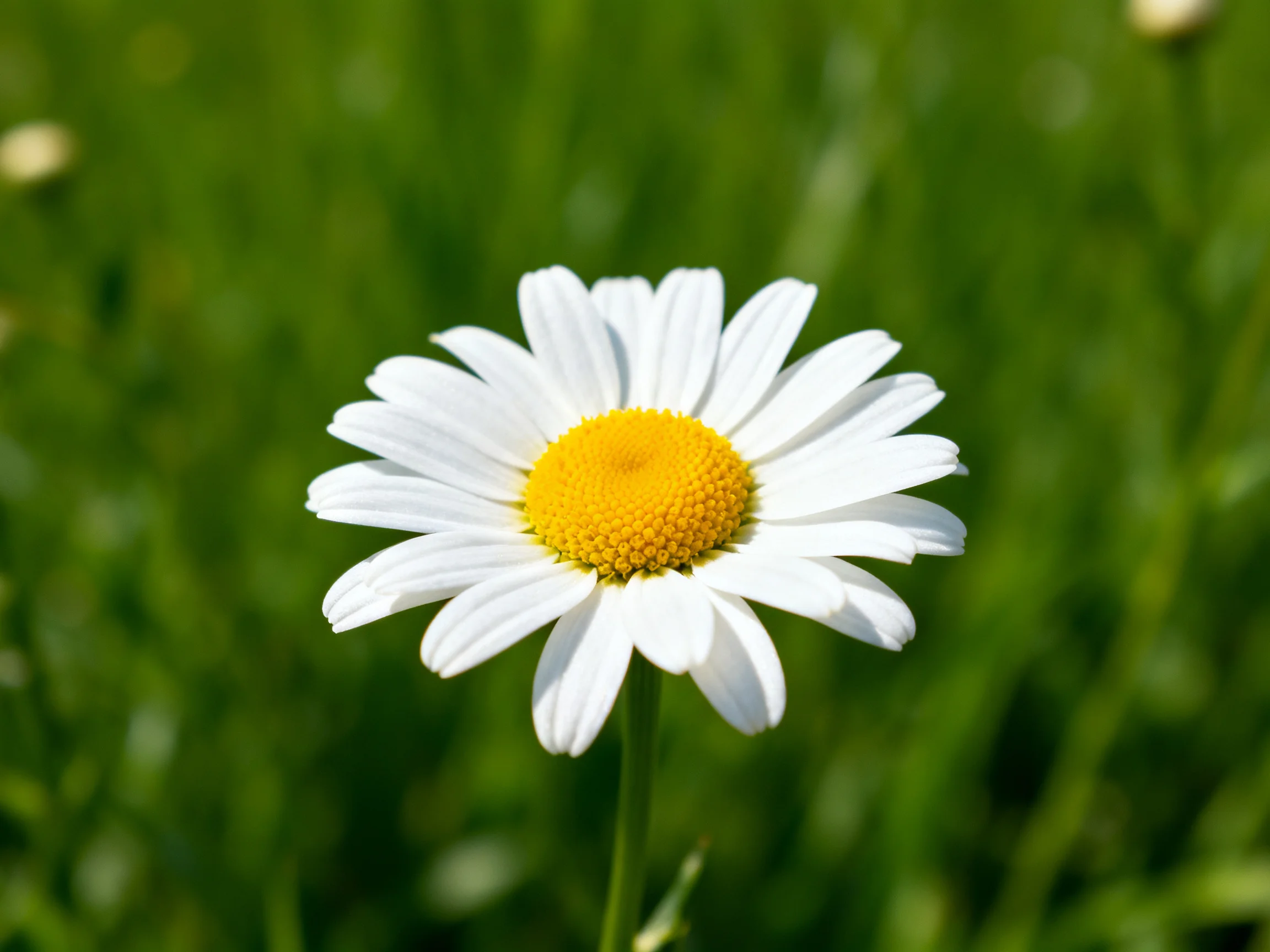 A solitary daisy with white petals and bright yellow center amid lush green foliage