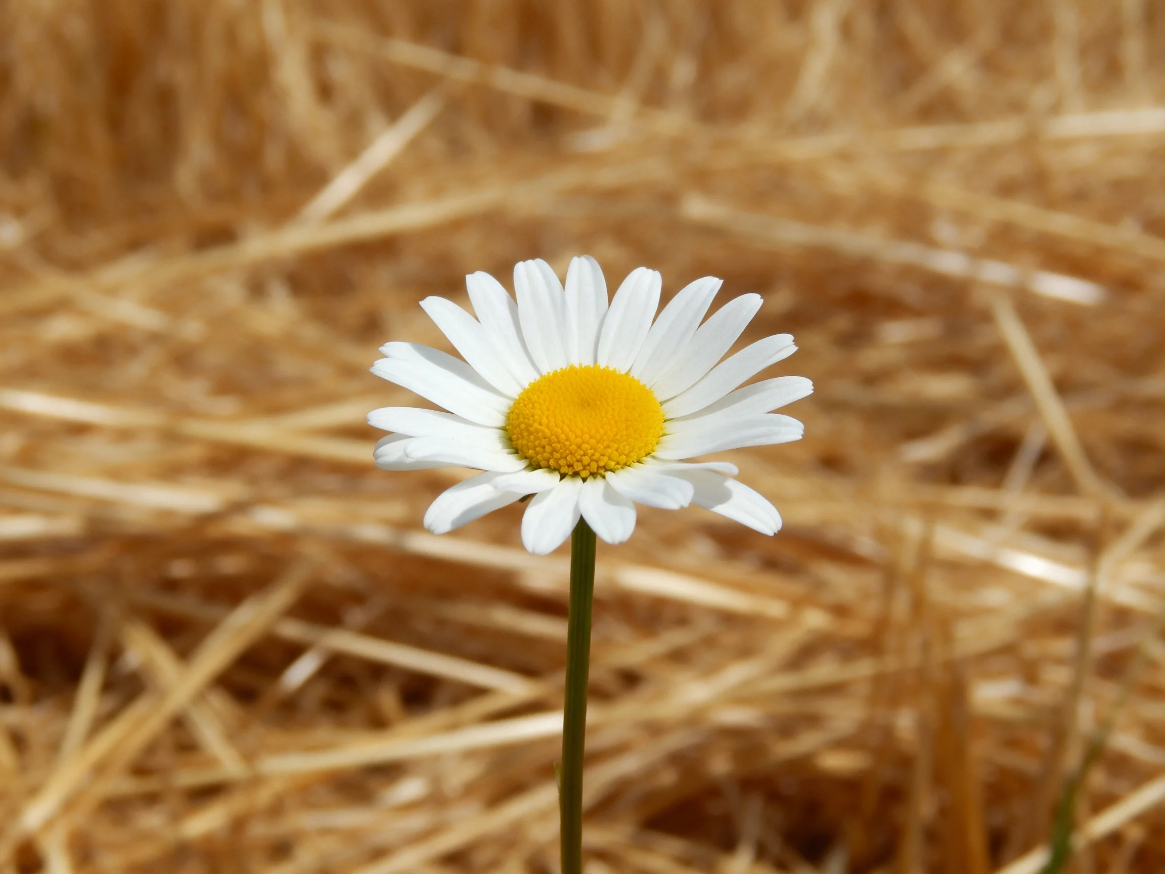 A solitary daisy with white petals and yellow center amid golden straw