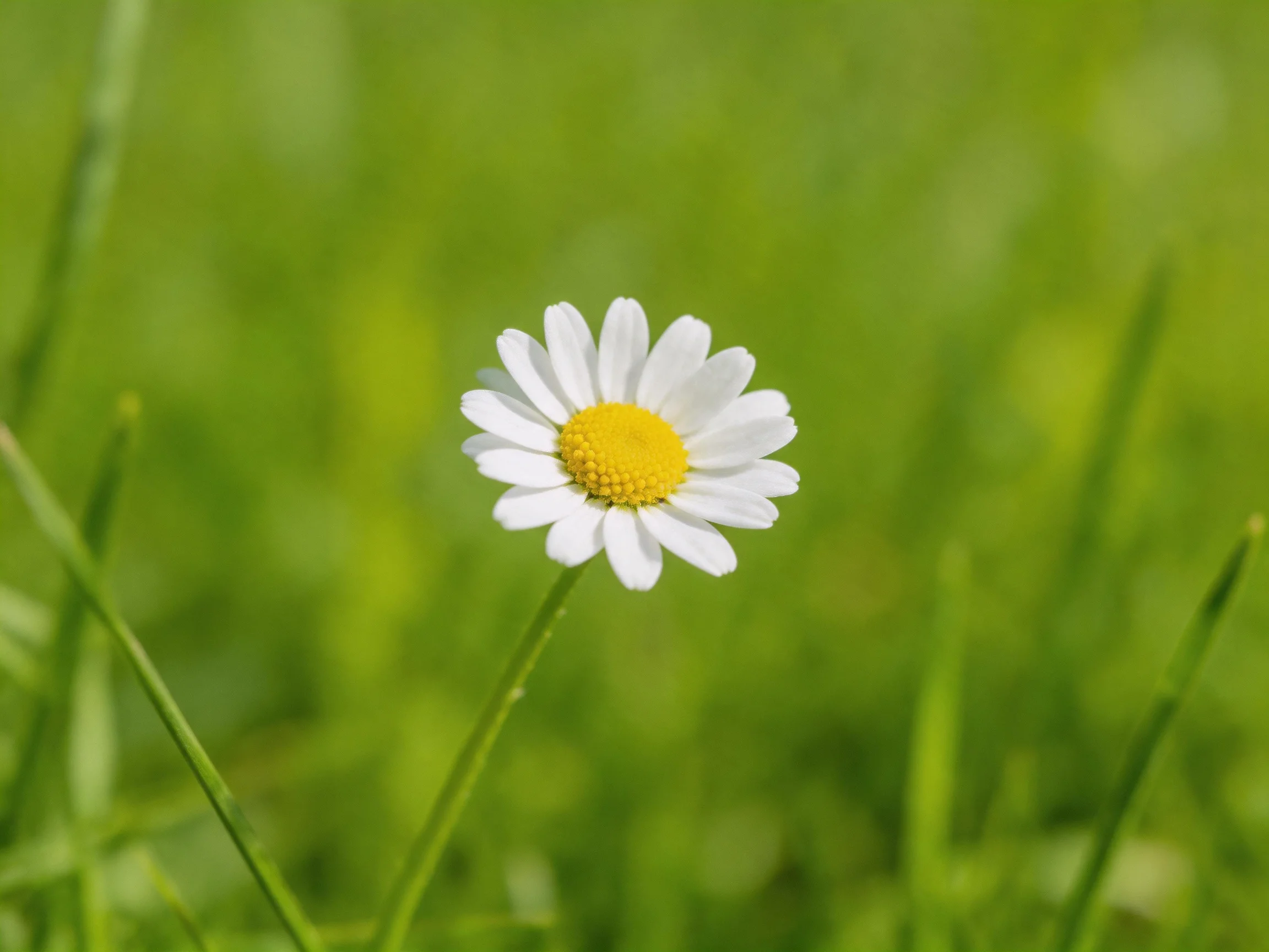 A solitary daisy with white petals and yellow center amid green grass