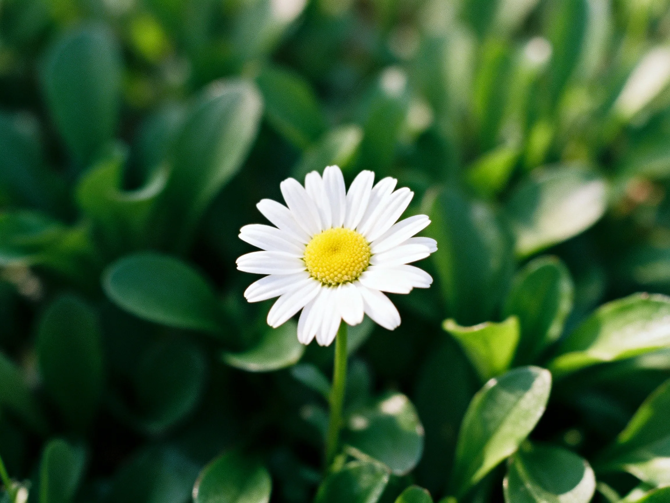 A solitary daisy with white petals and yellow center amid lush green foliage