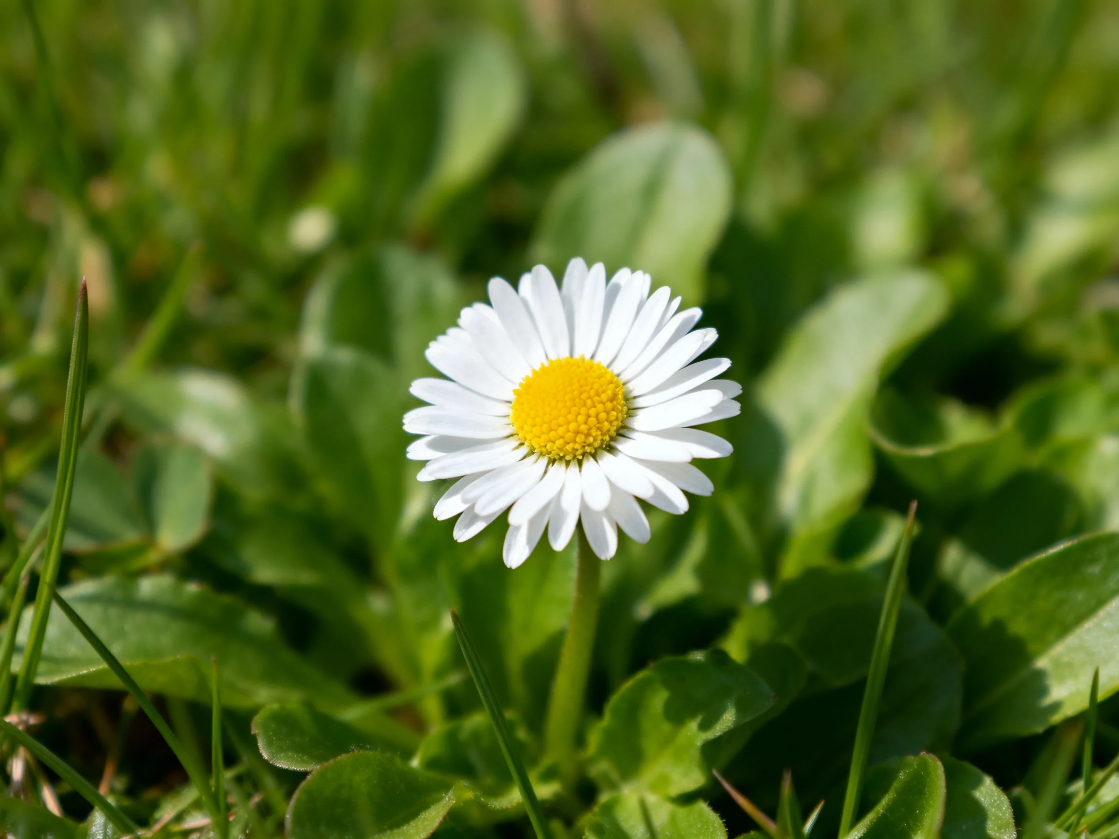 A solitary daisy with white petals and yellow center amid lush green foliage