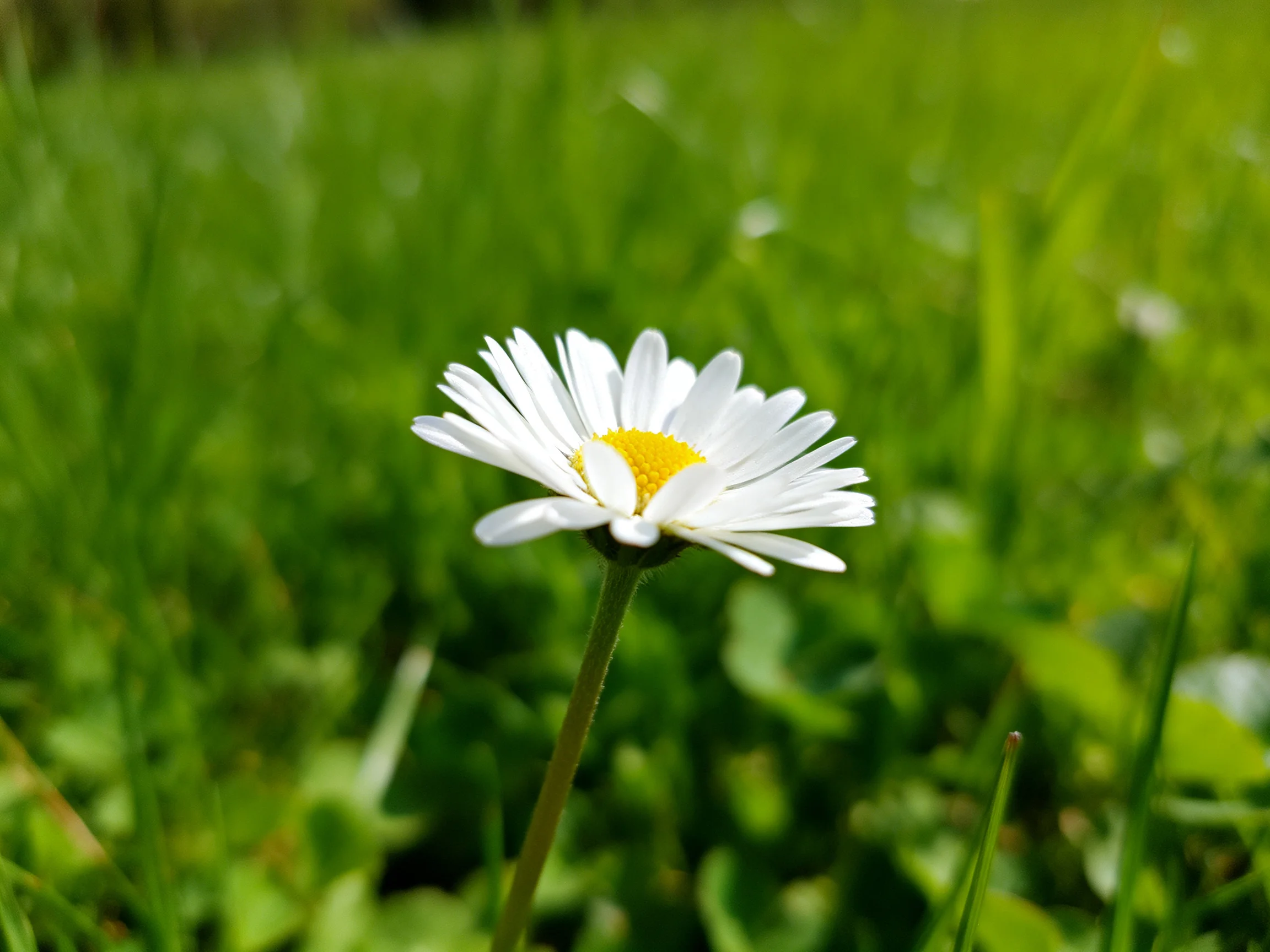A solitary daisy with white petals and yellow center amid lush green grass