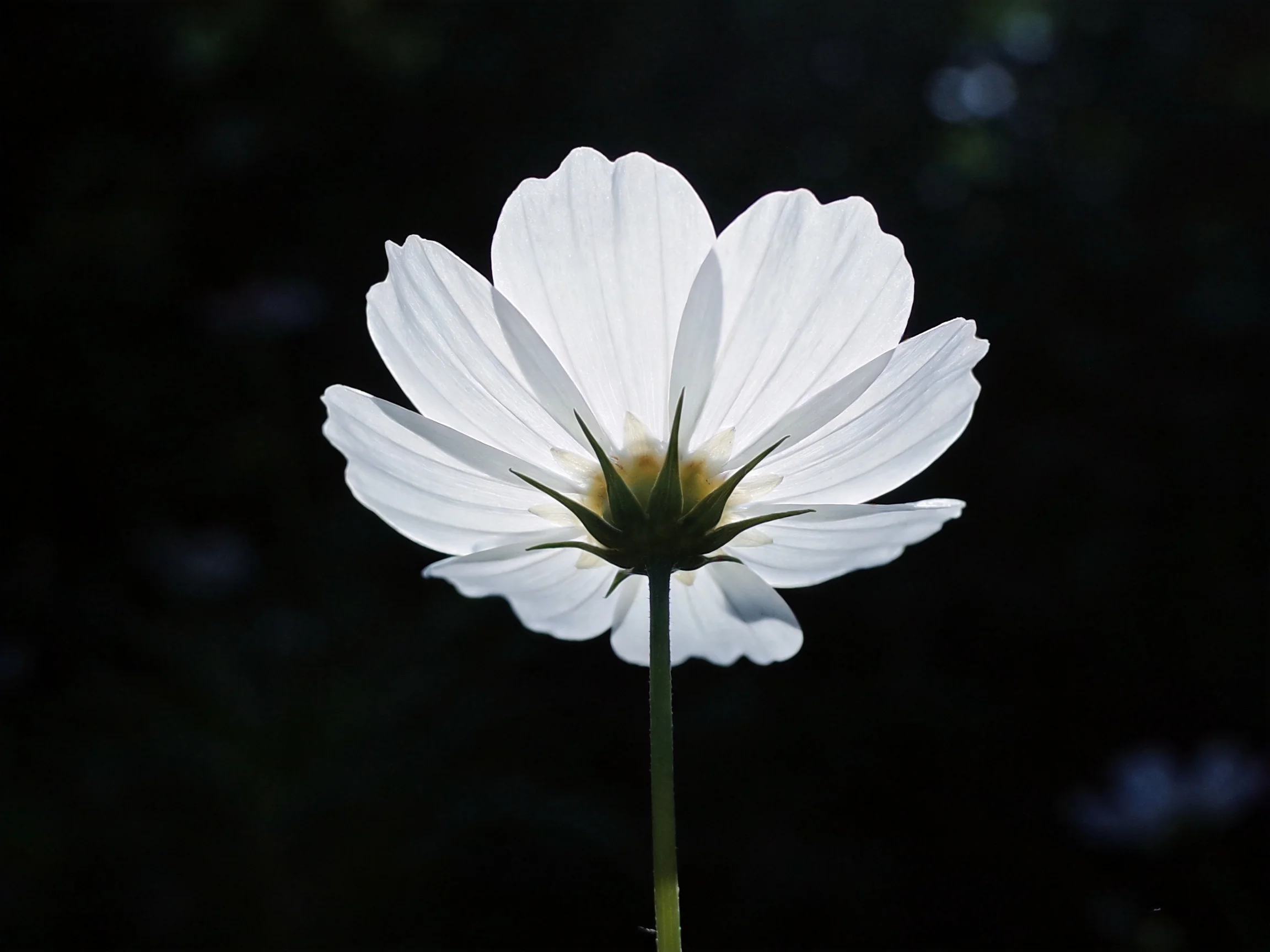 A solitary white cosmos flower set against a deep black backdrop