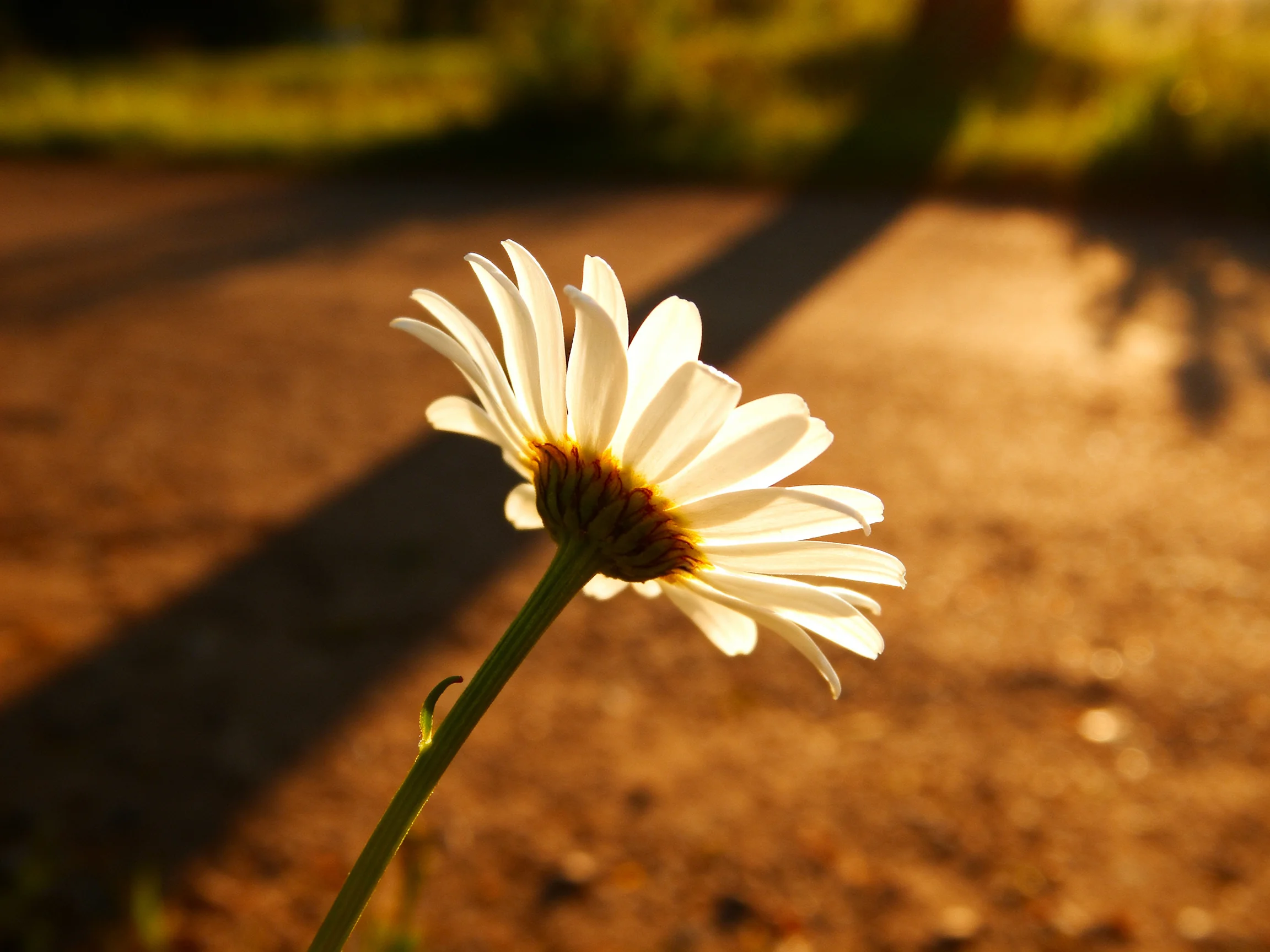 A solitary white daisy blooms under warm golden sunlight