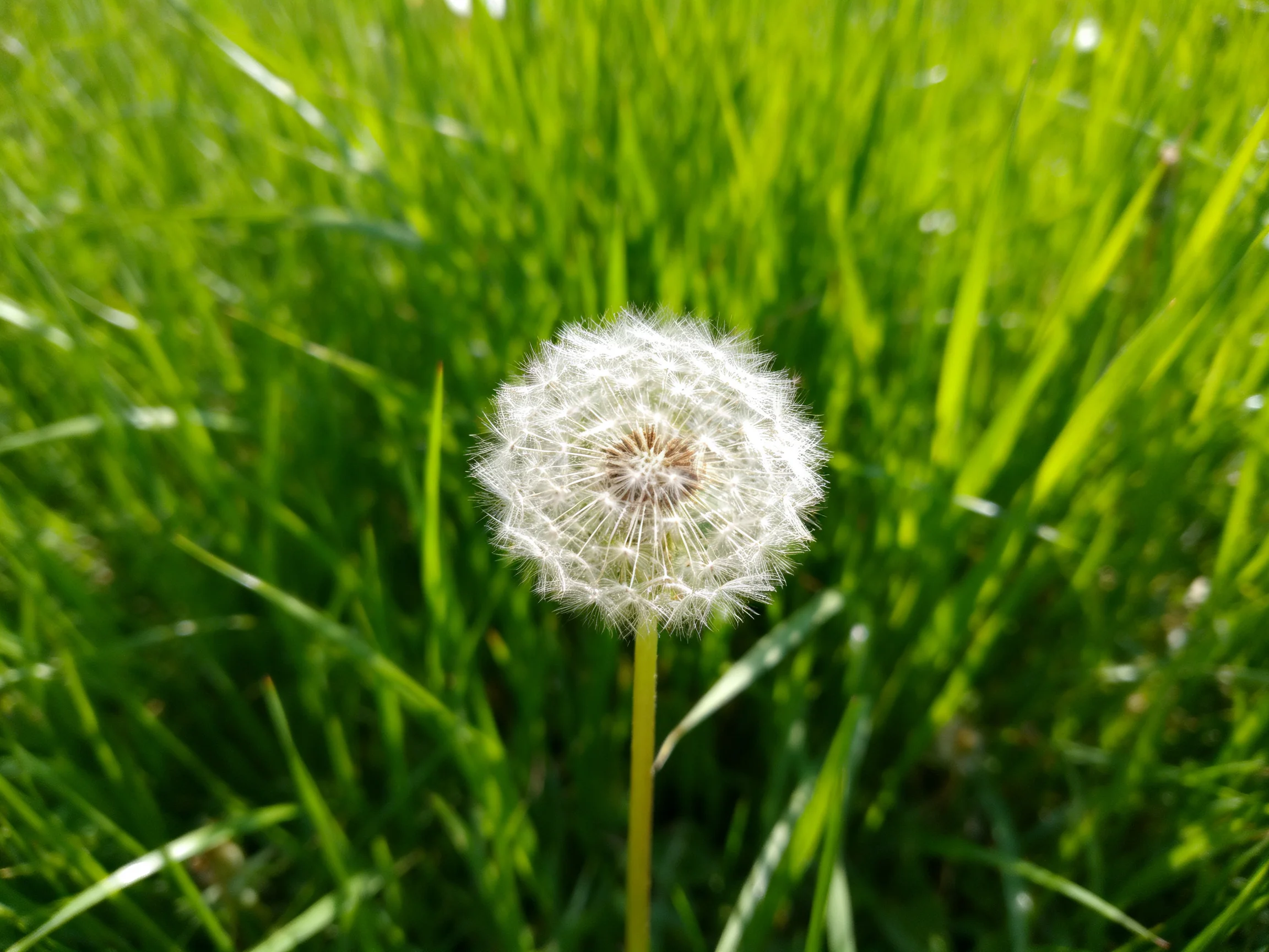 A solitary white dandelion stands amidst lush green grass blades