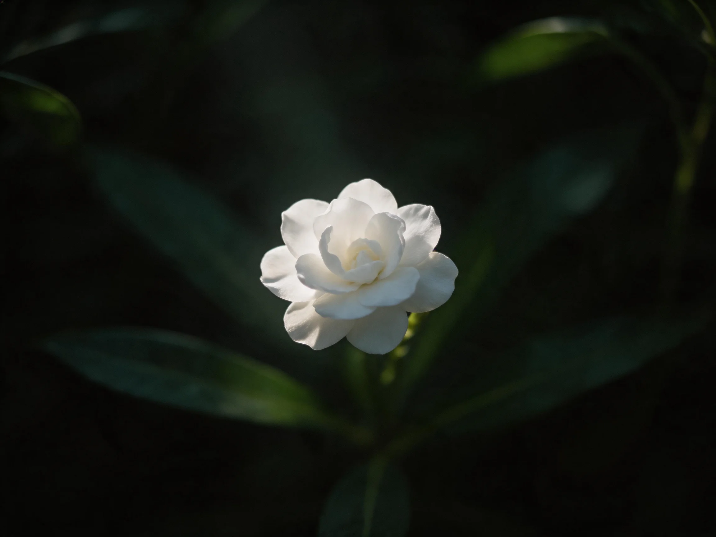 A solitary white flowerlit softly against dark green foliage