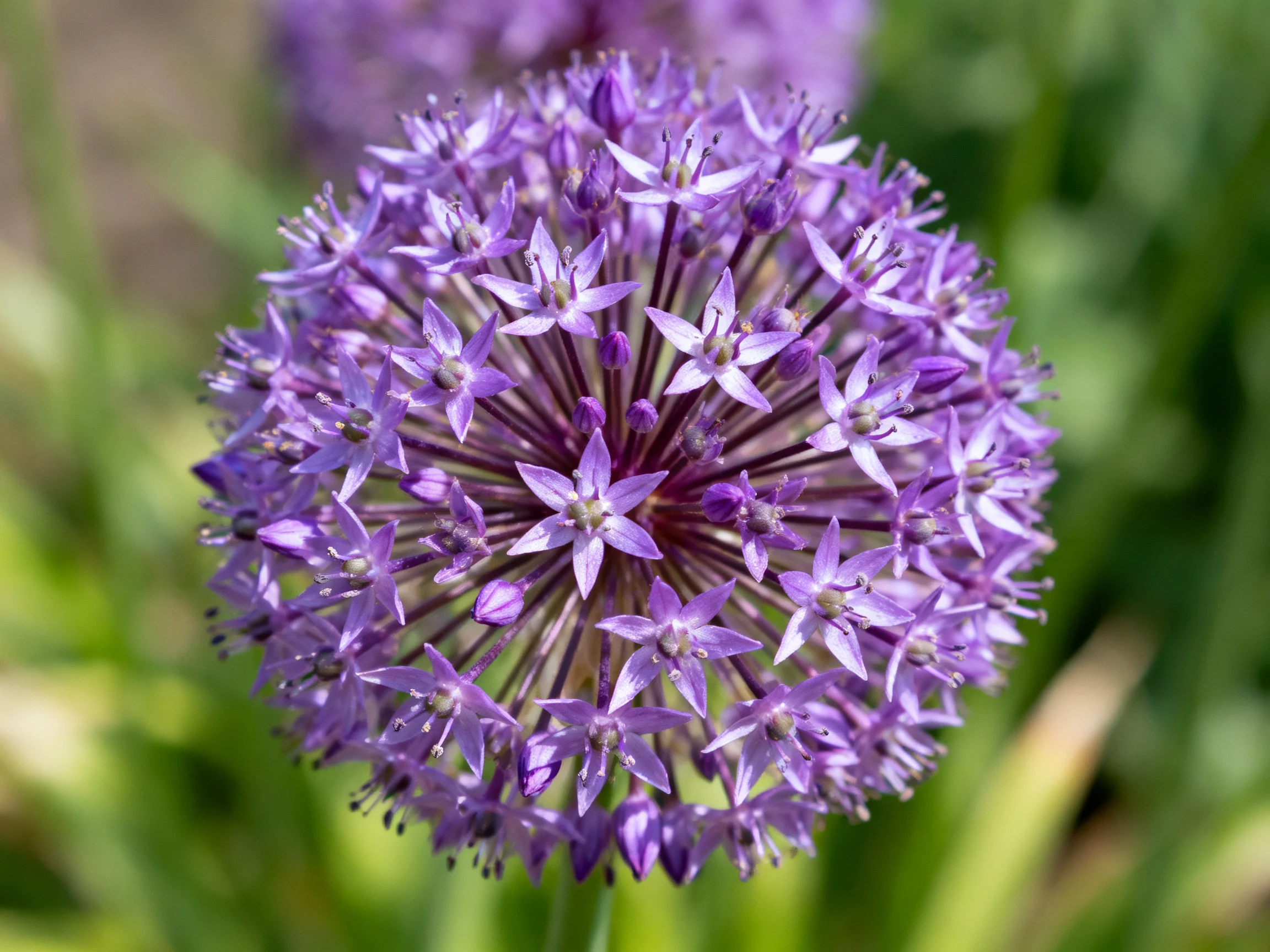 A spherical cluster of vibrant purple allium blooms in a garden