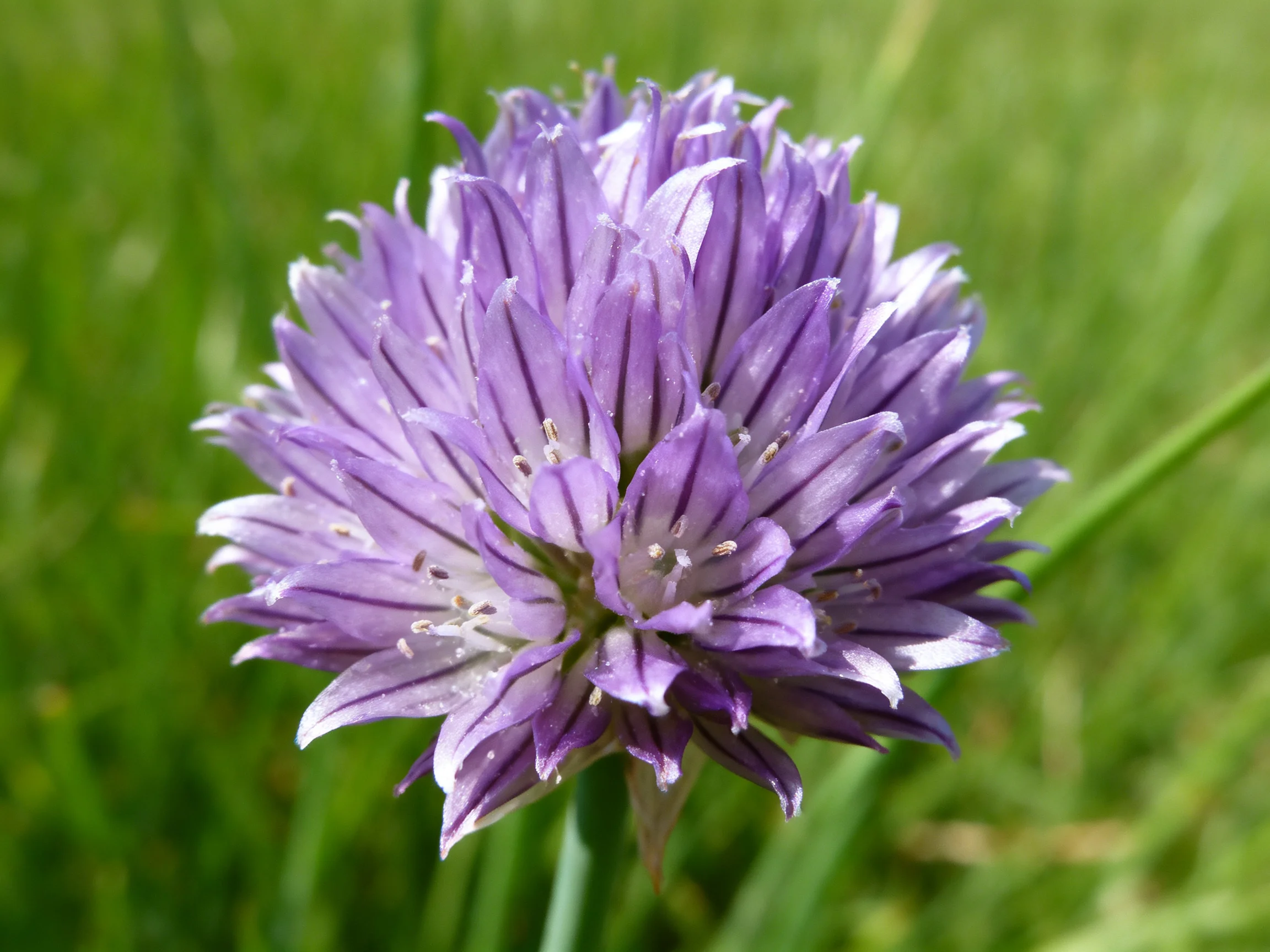 A spherical cluster of vibrant purple flowers against lush green foliage