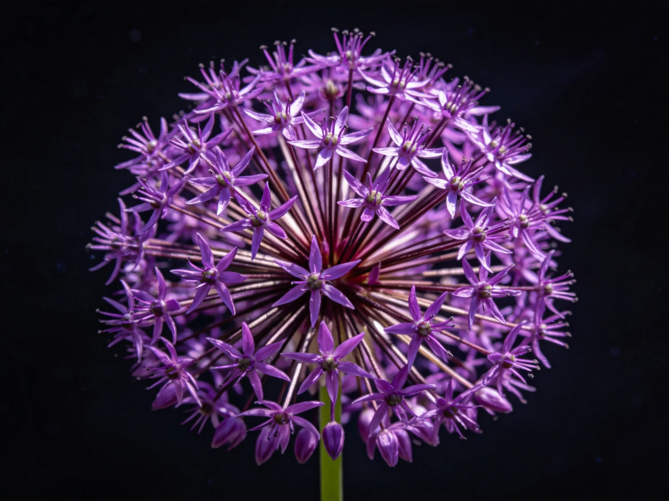 A spherical cluster of vibrant purple flowers with dark backdrop