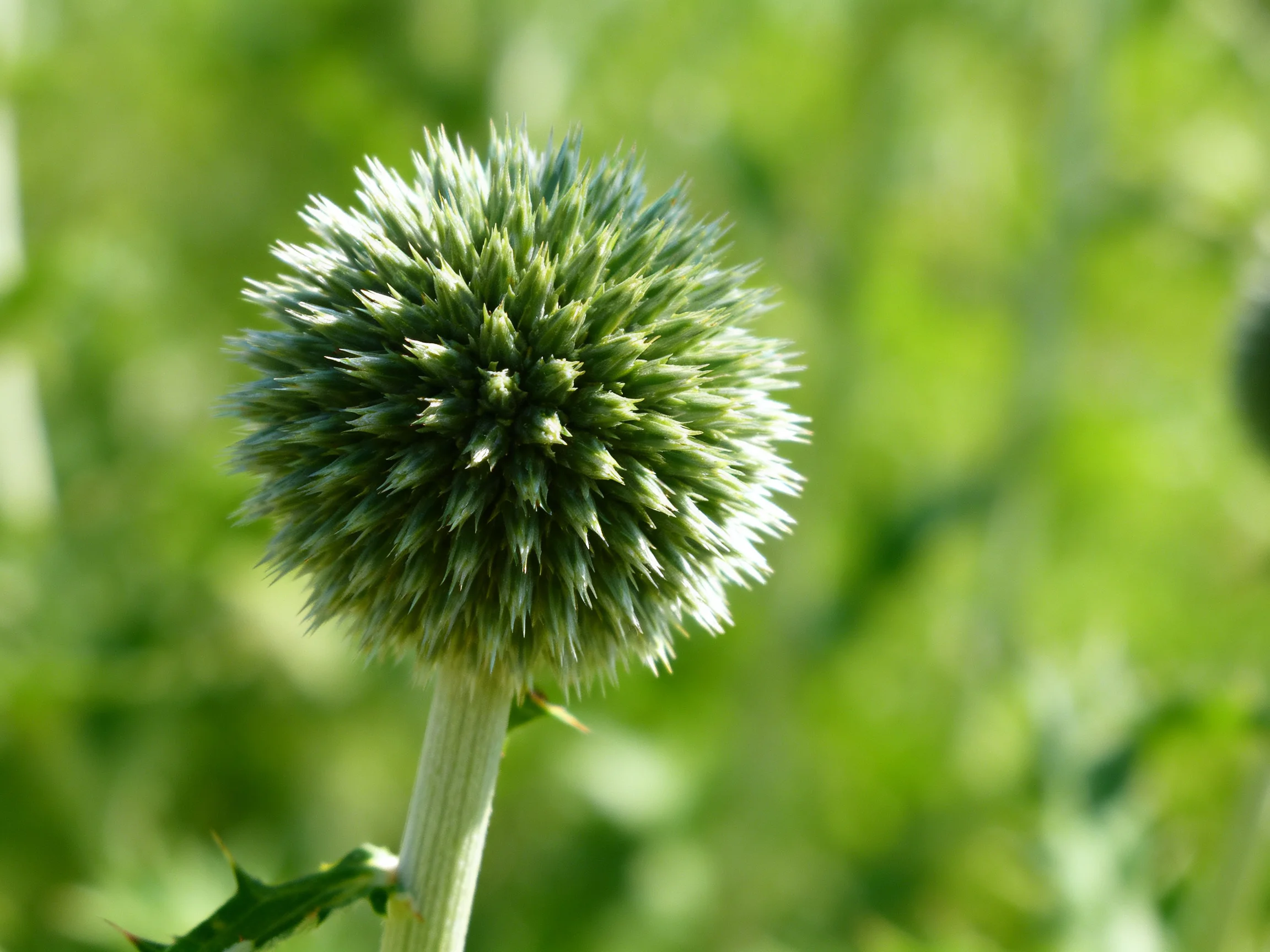 A spherical green thistle bud with prominent spines