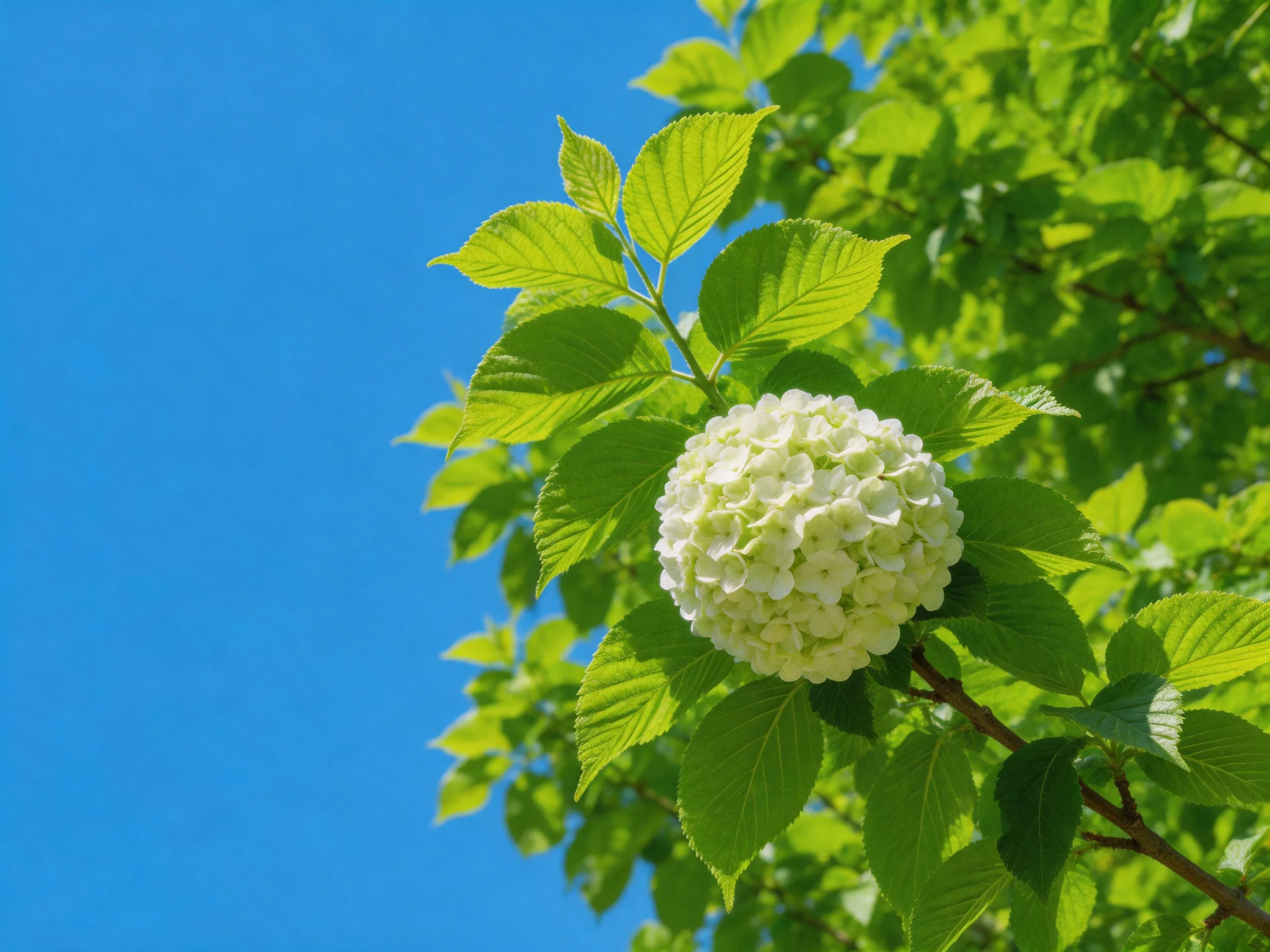 A spherical white hydrangea blooms amid vibrant green foliage against a clear blue sky