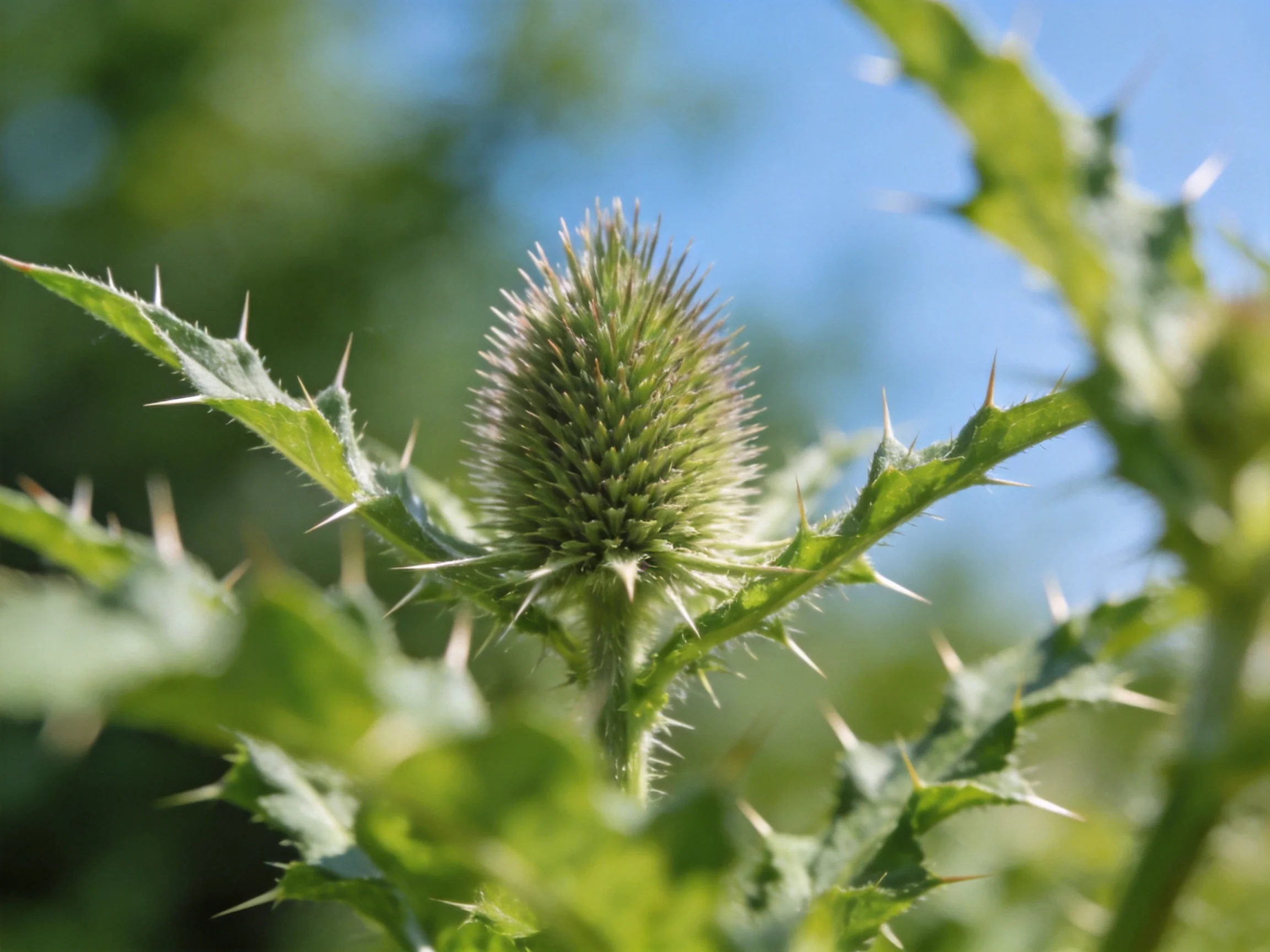 A spiky green thistle bud surrounded by leafy foliage