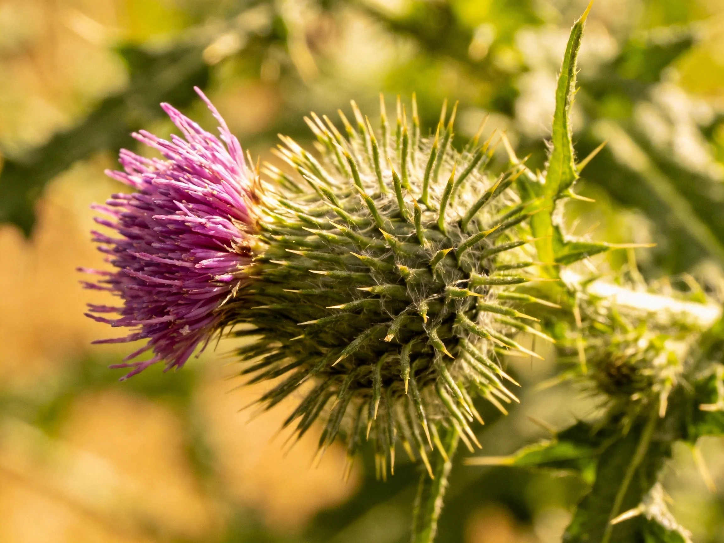 A spiky green thistle with vibrant purple bloom