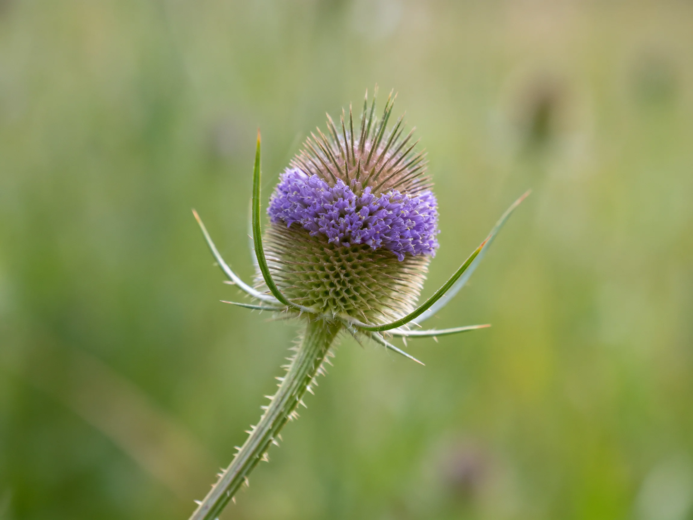 A spiky teasel with vibrant purple blooms against soft greenery