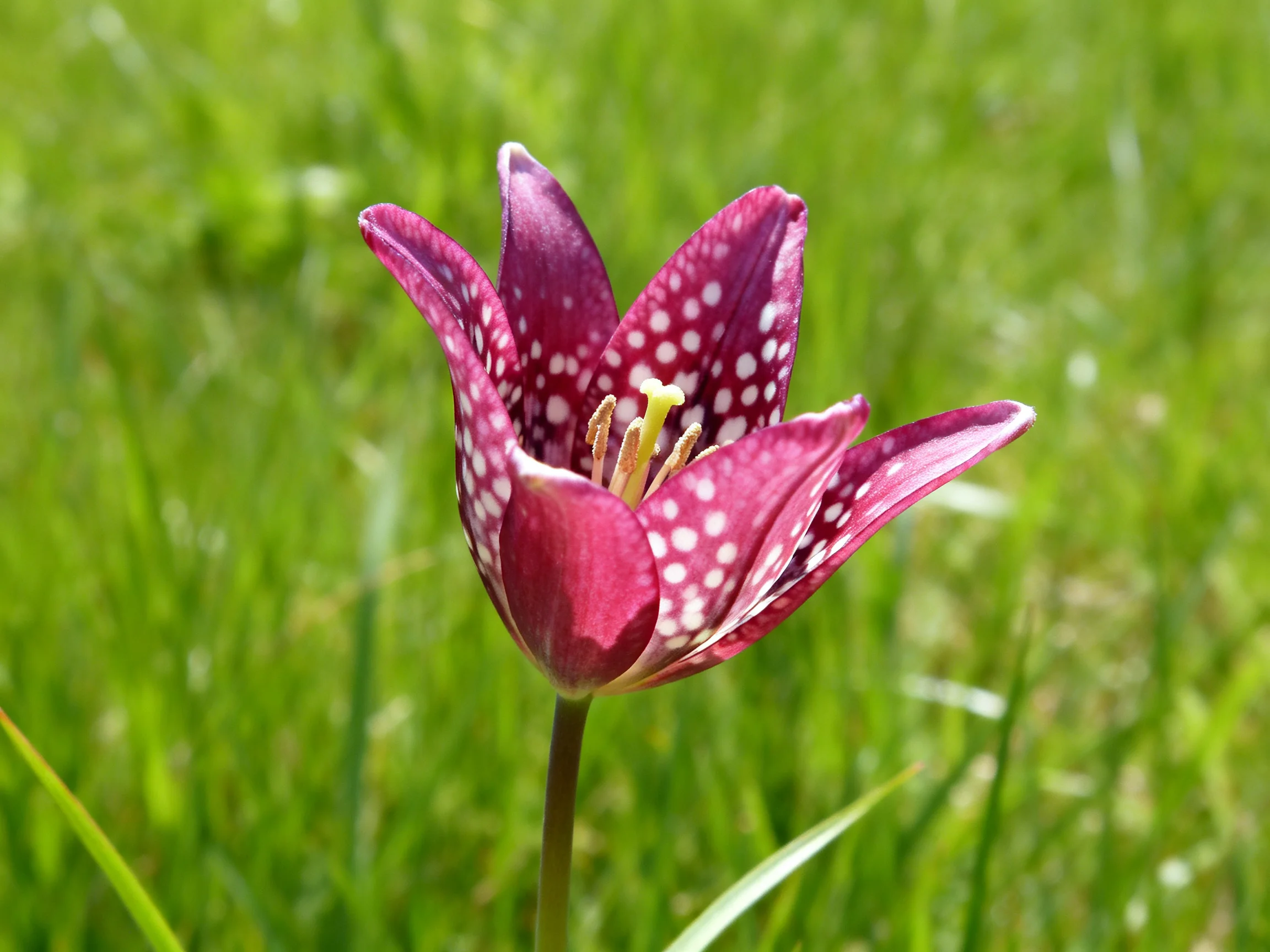 A spotted purple tulip blooms amid lush green grass