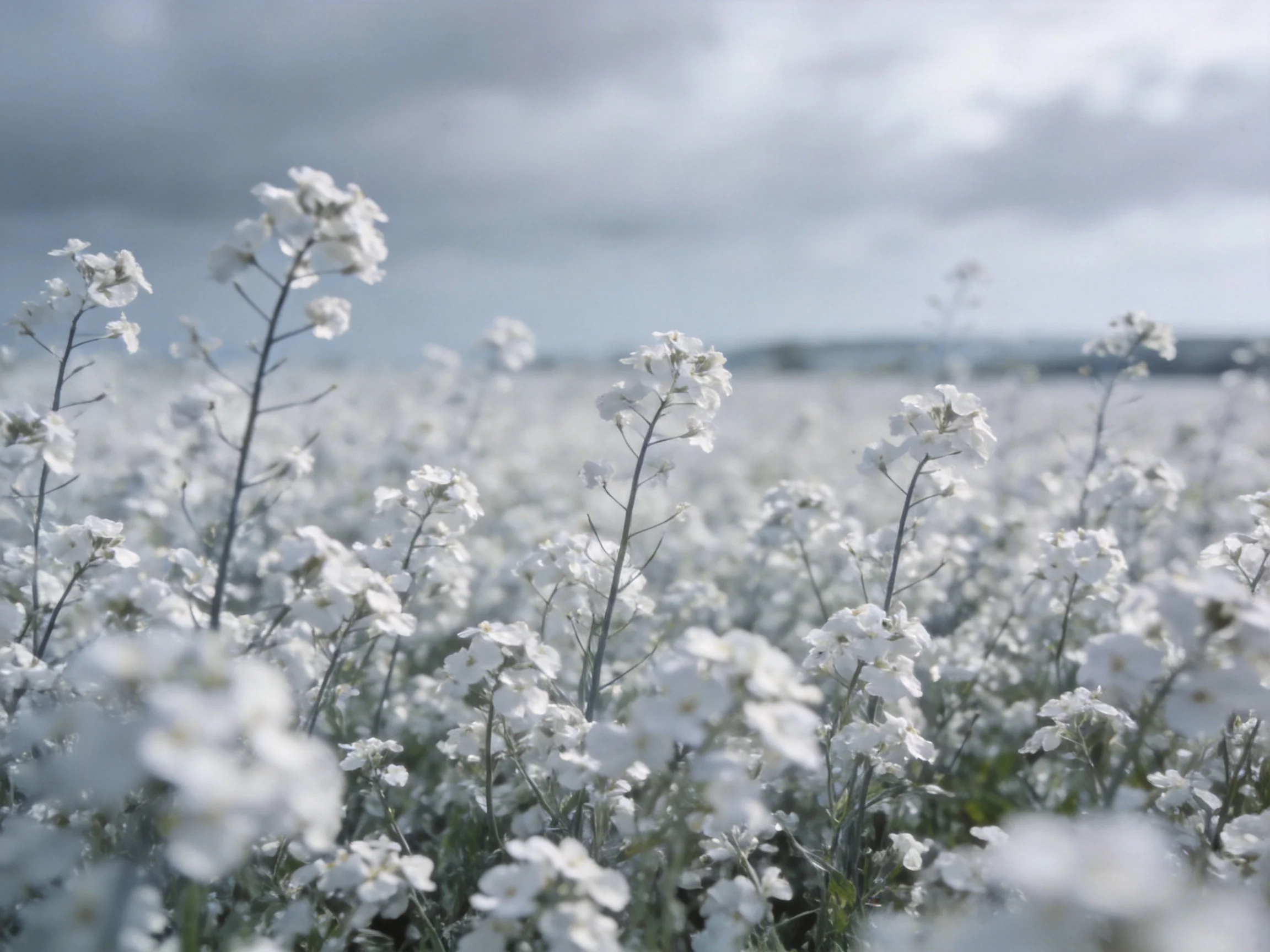 A sprawling field of delicate white flowers beneath a cloudy sky