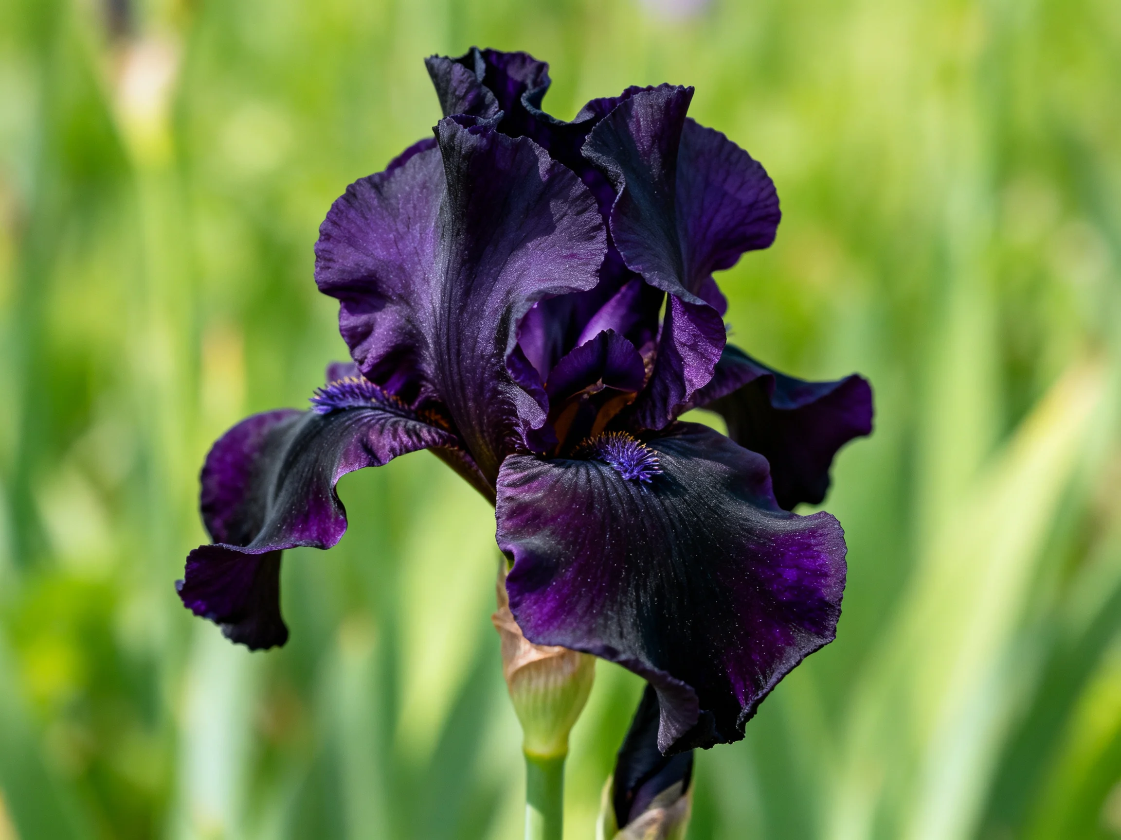 A striking dark purple iris blooms amid blurred greenery