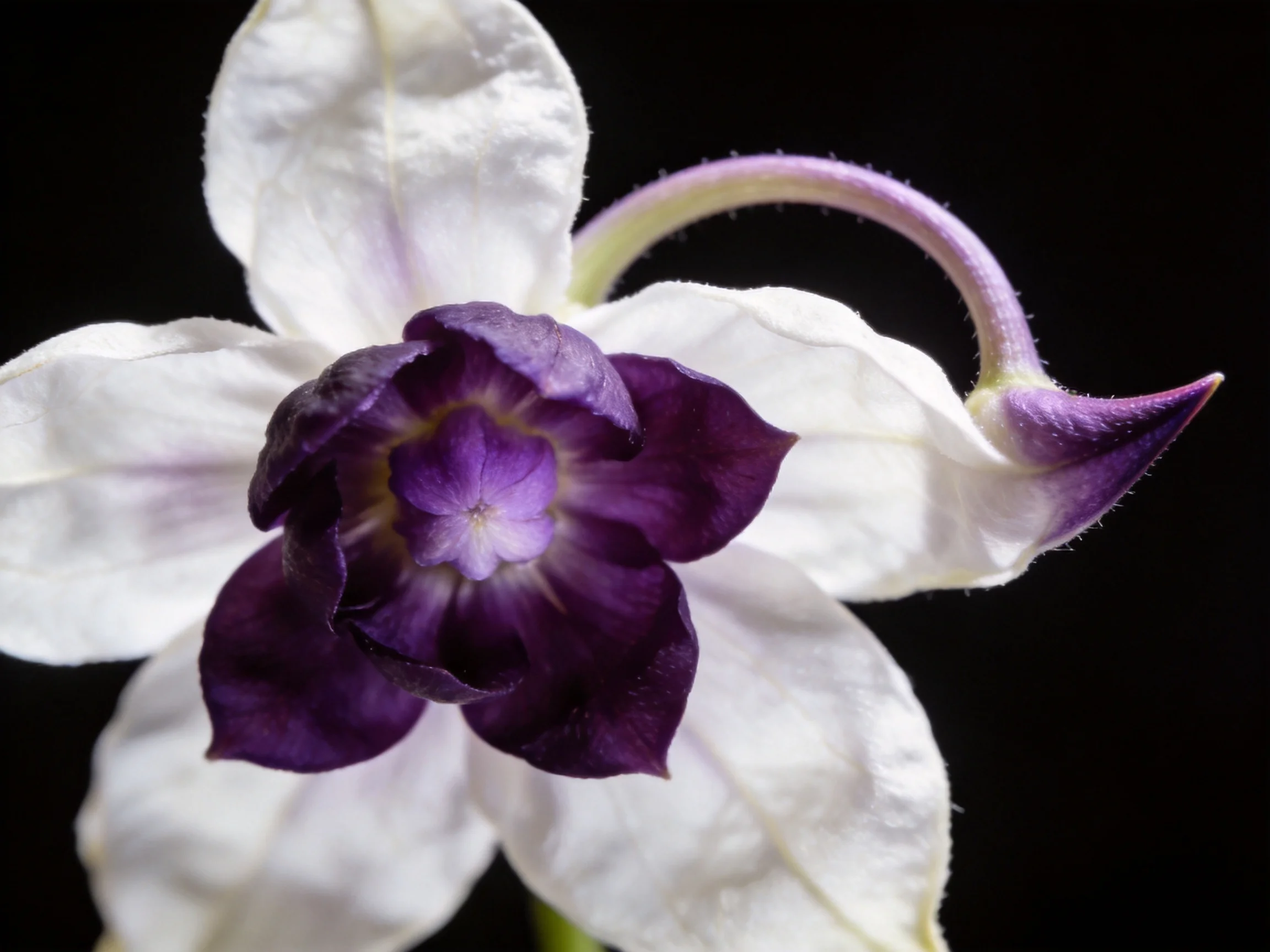 A striking flower with white petals and deep purple central bloom