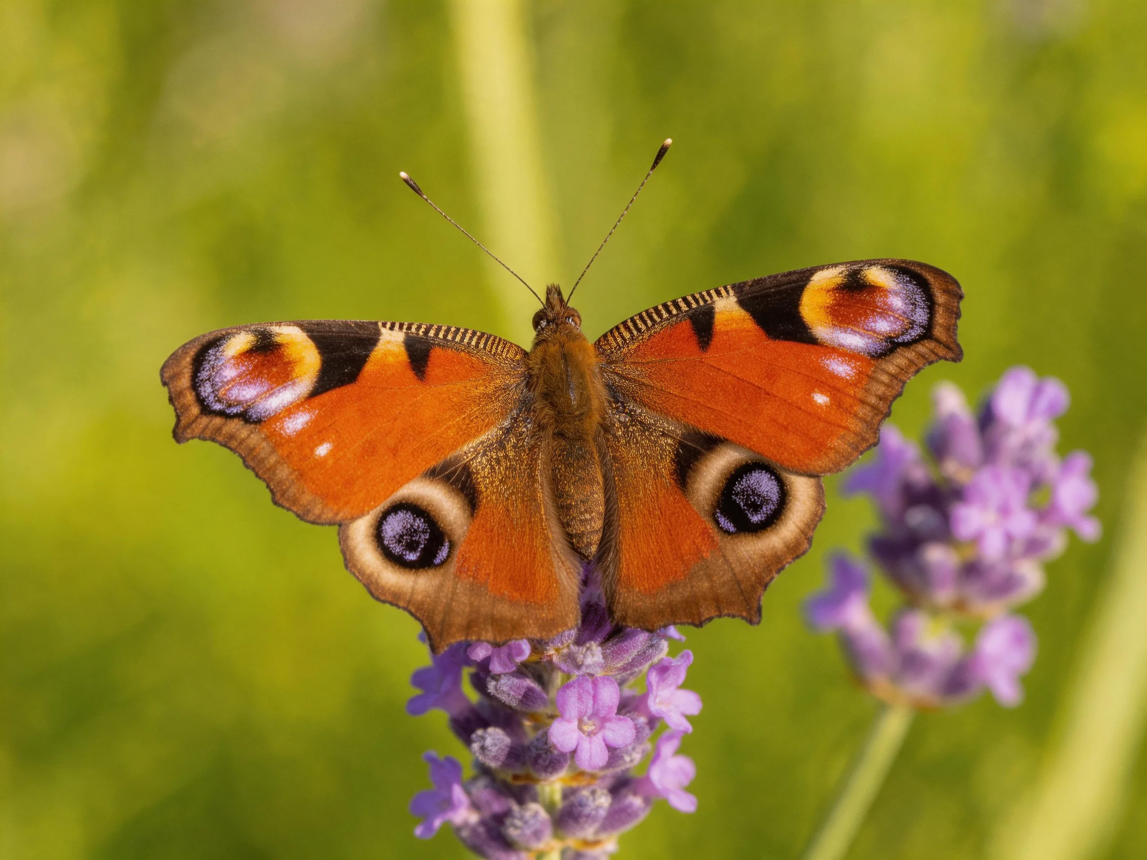 A striking peacock butterfly rests on purple lavender blooms