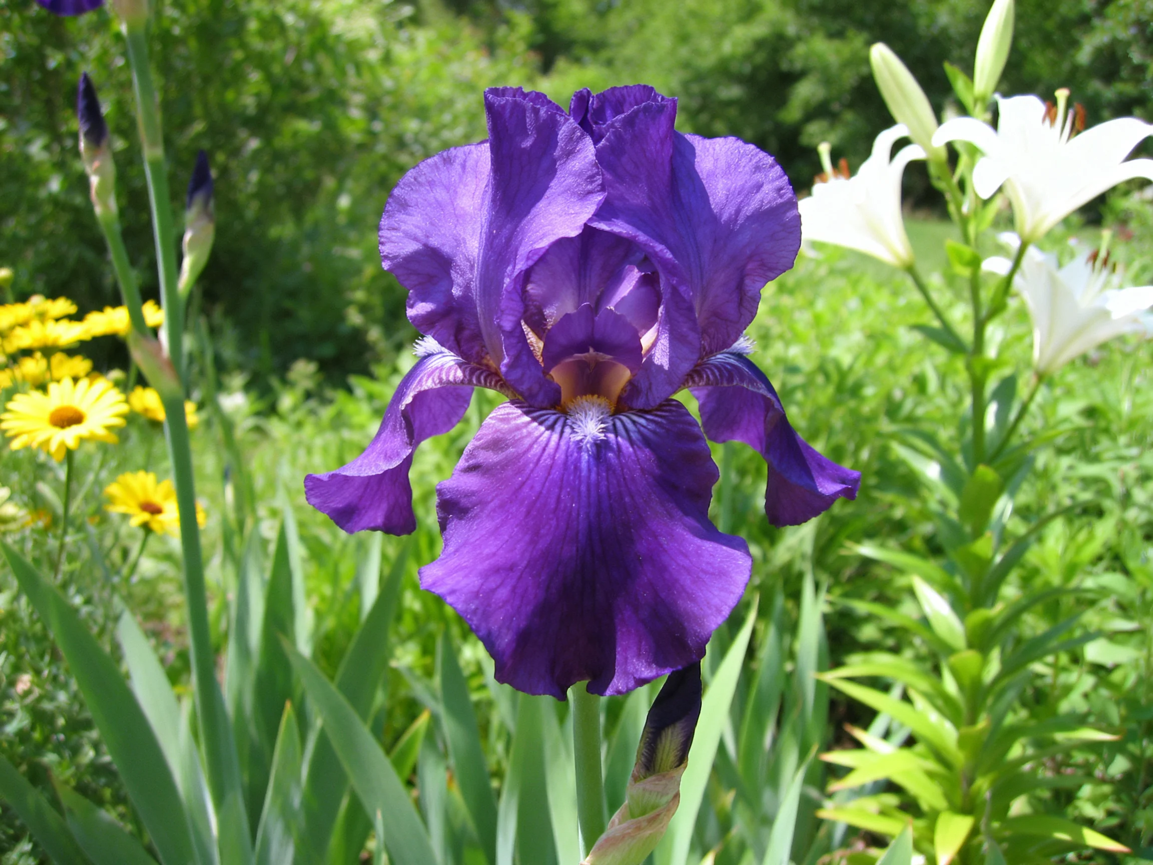 A striking purple iris blooms near white lilies and yellow flowers