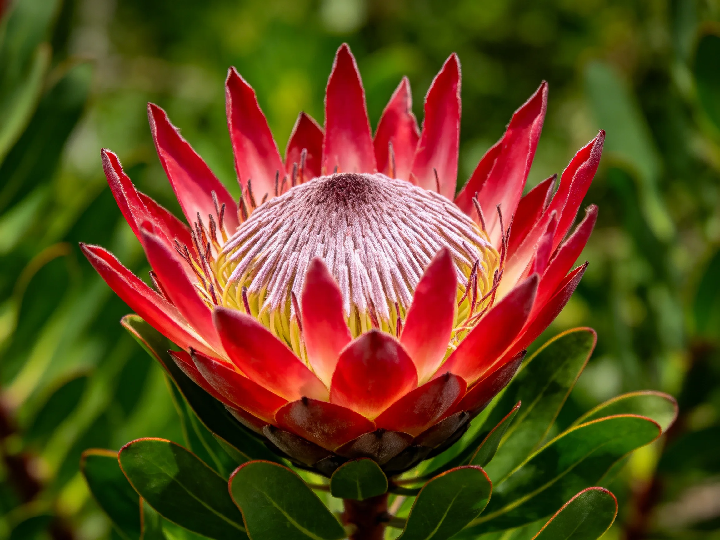 A striking red protea flower with a purple central core