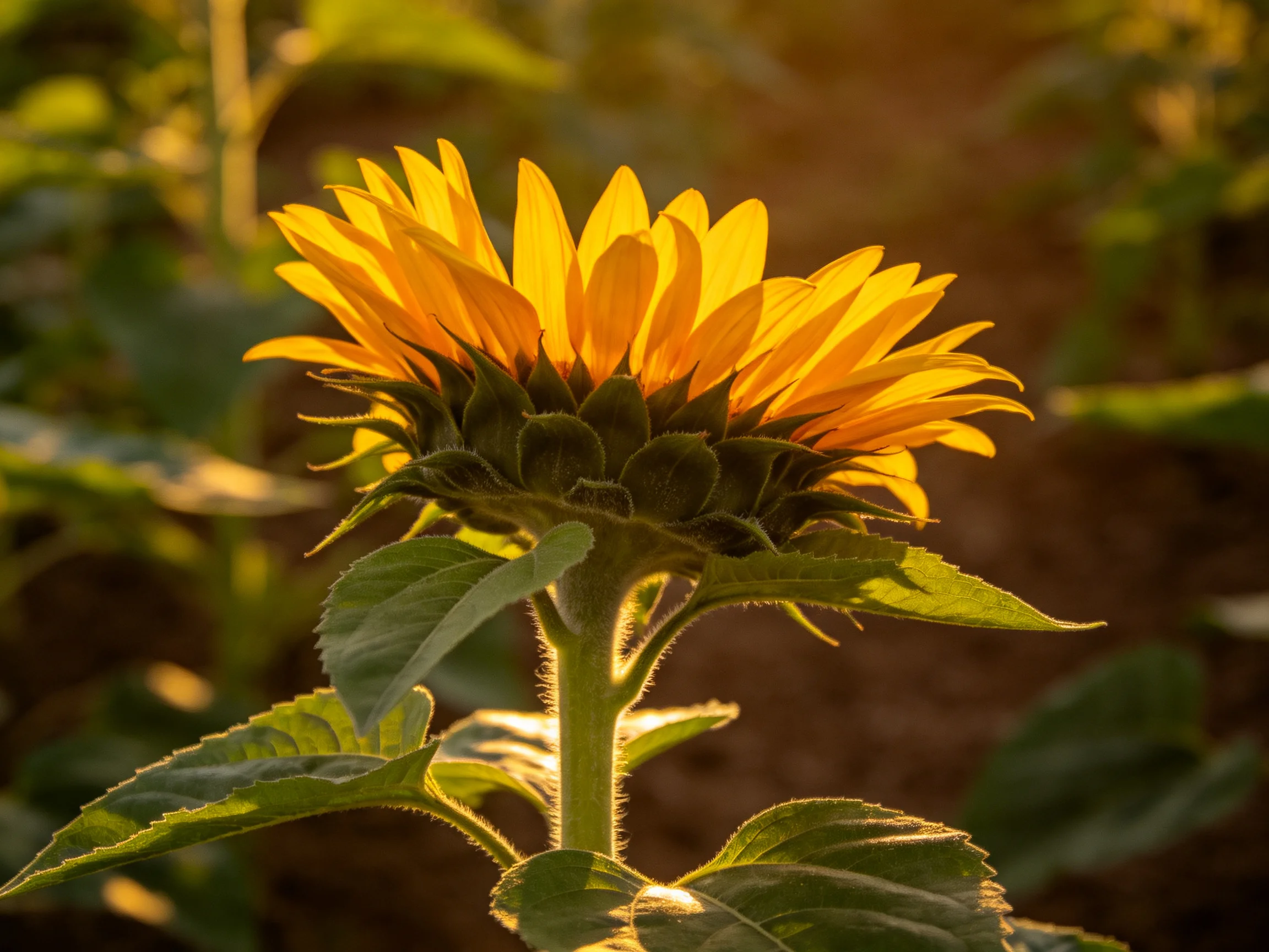 A sunflower with golden petals and green leaves