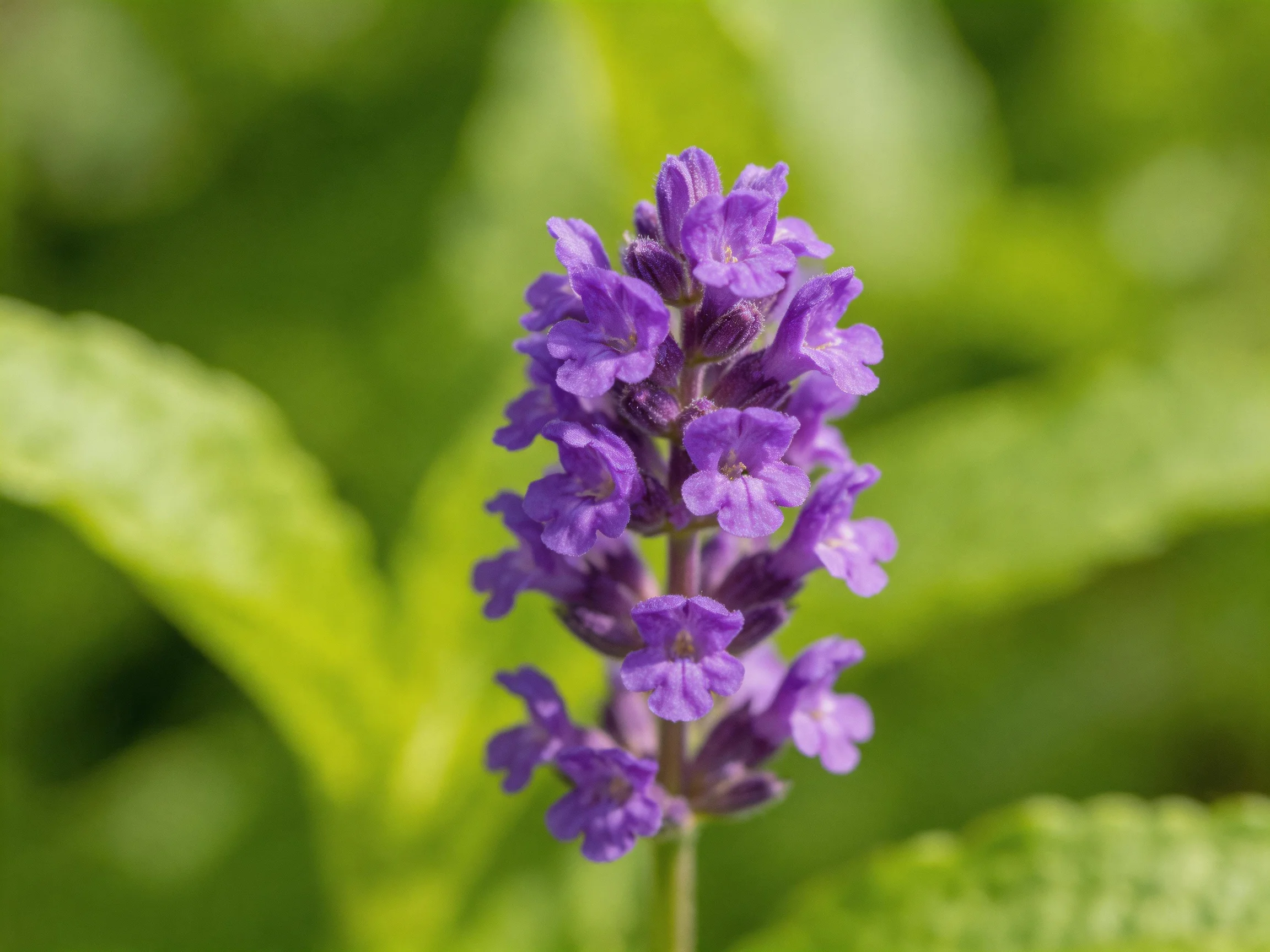 A tall cluster of vibrant purple flowers with lush green foliage