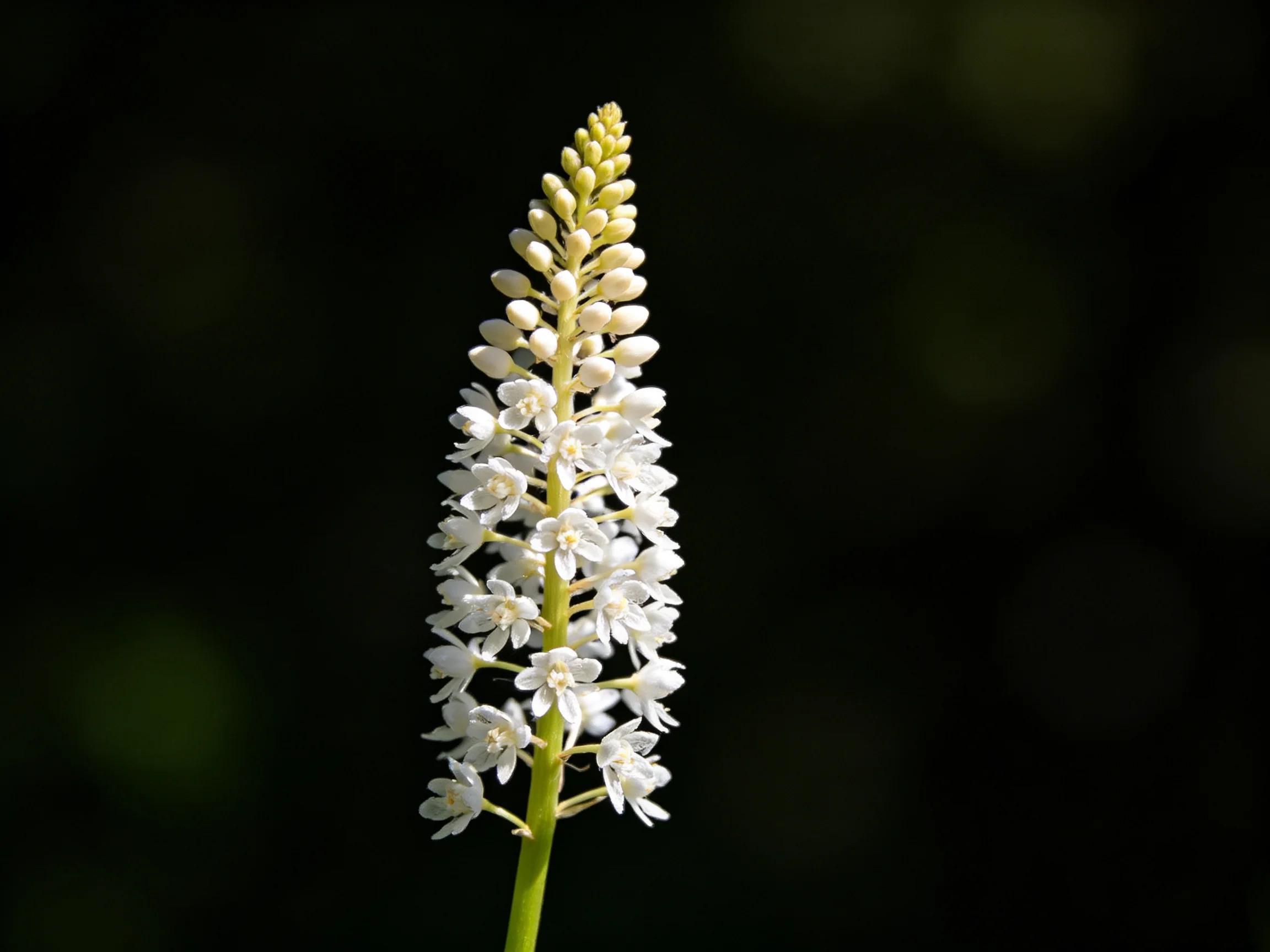 A tall spike of small white flowers against a dark backdrop