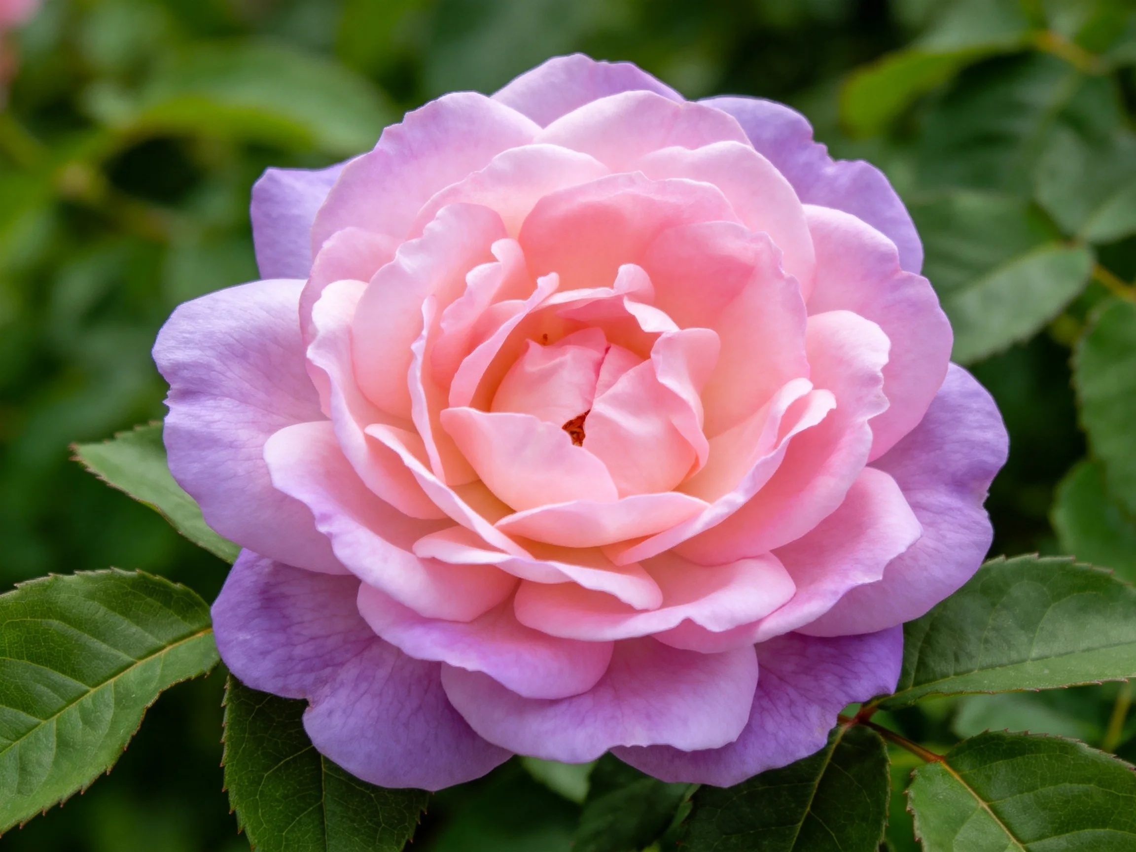A two-tone rose with pink and lavender petals surrounded by green foliage