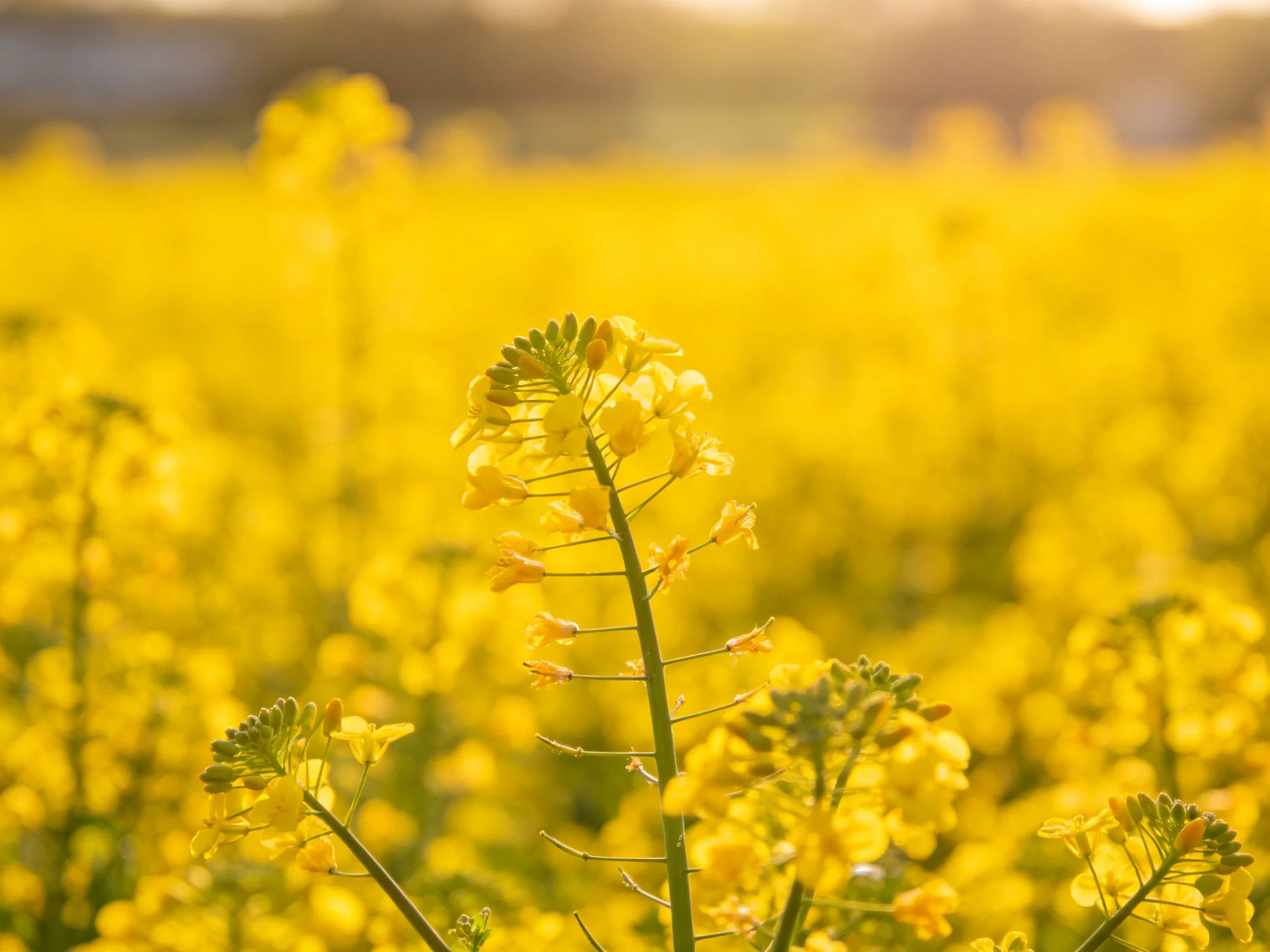 A vast field of bright yellow flowering plants under warm sunlight