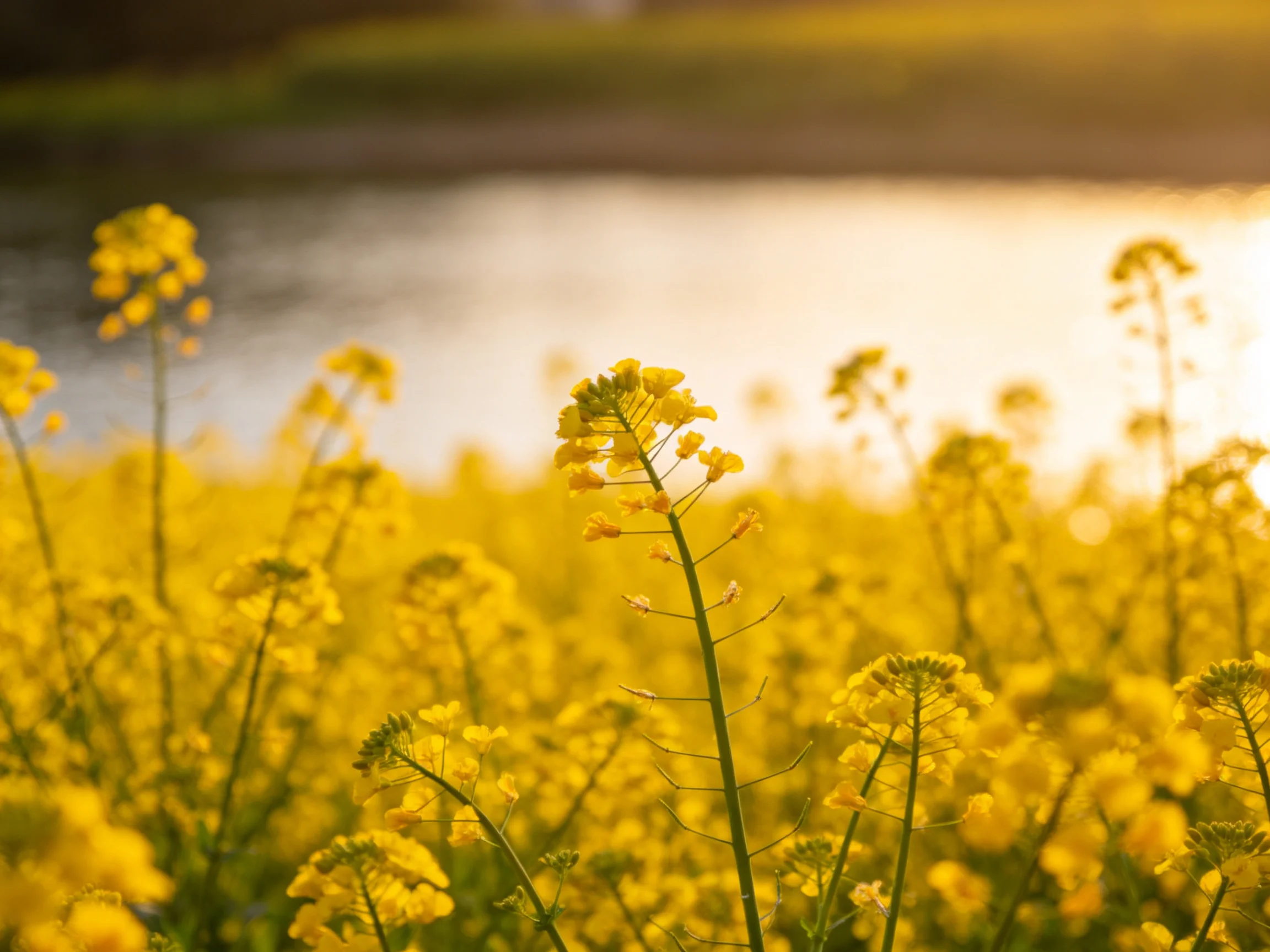 A vast field of bright yellow rapeseed flowers near a calm body of water