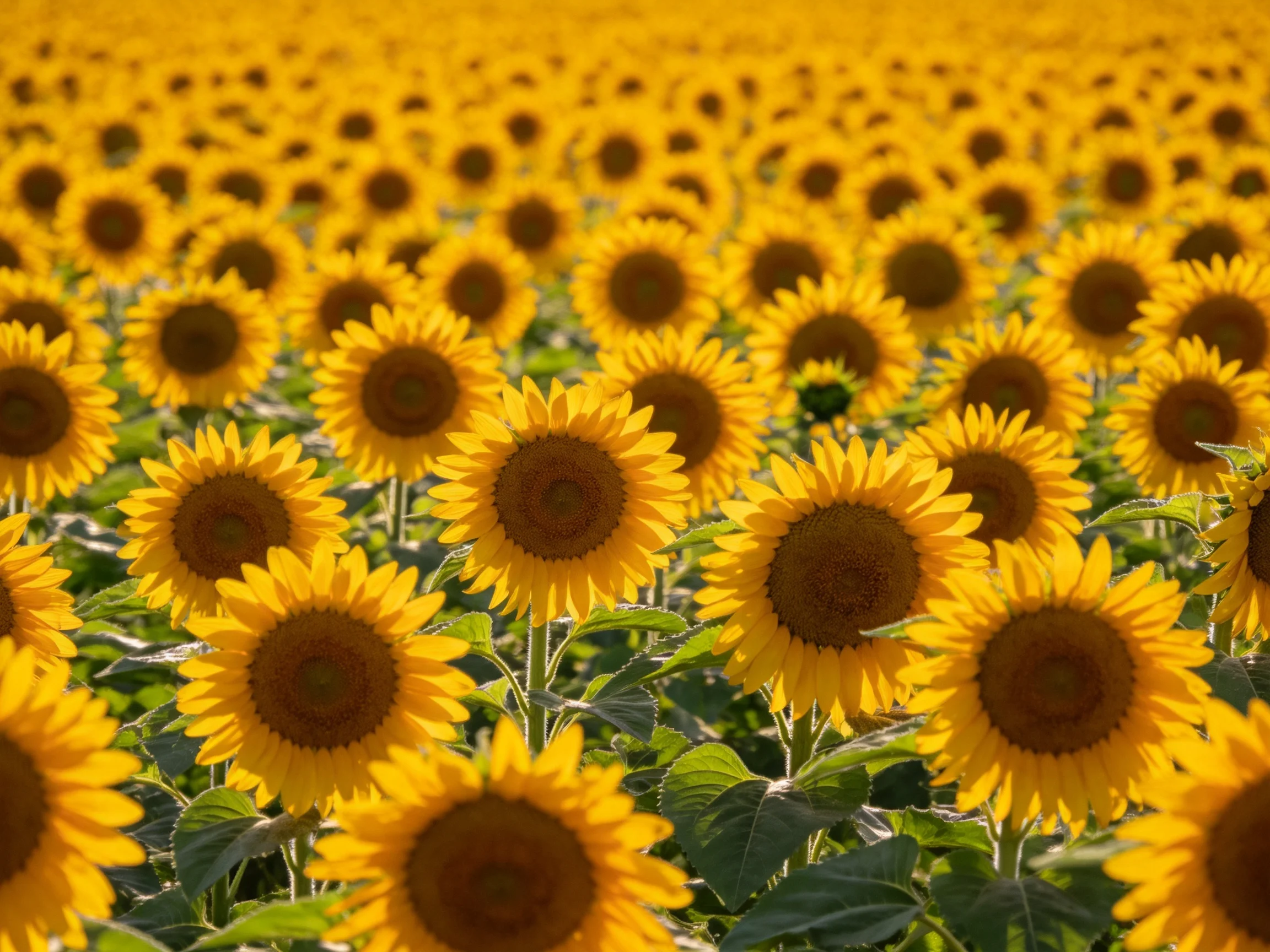 A vast field of golden sunflowers stretches endlessly