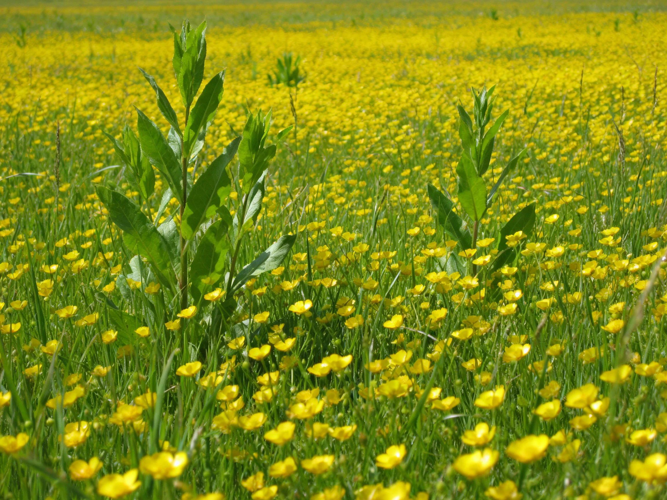 A vast field of small yellow flowers with tall green plants