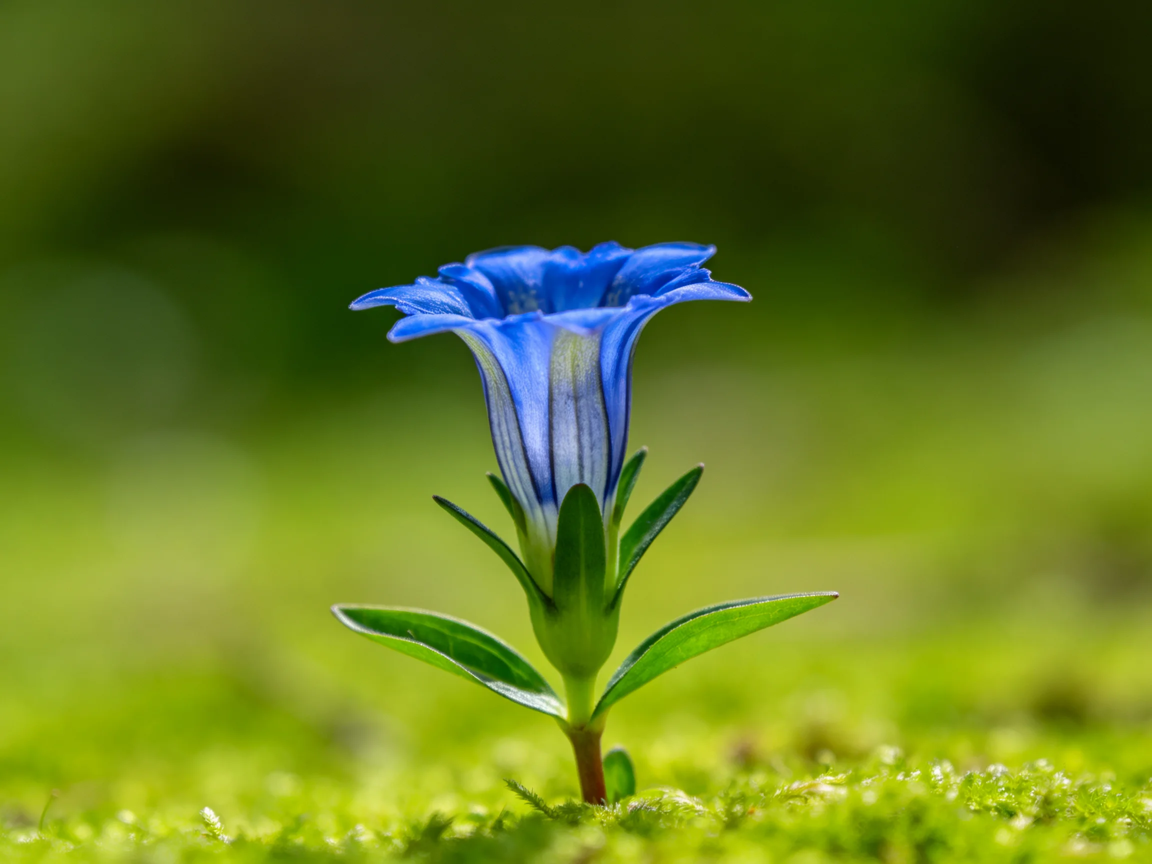 A vibrant blue bell - shaped flower stands amid lush green moss