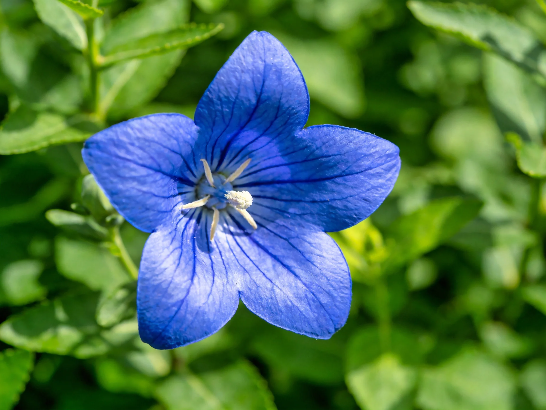 A vibrant blue bellflower blooms amid lush green foliage