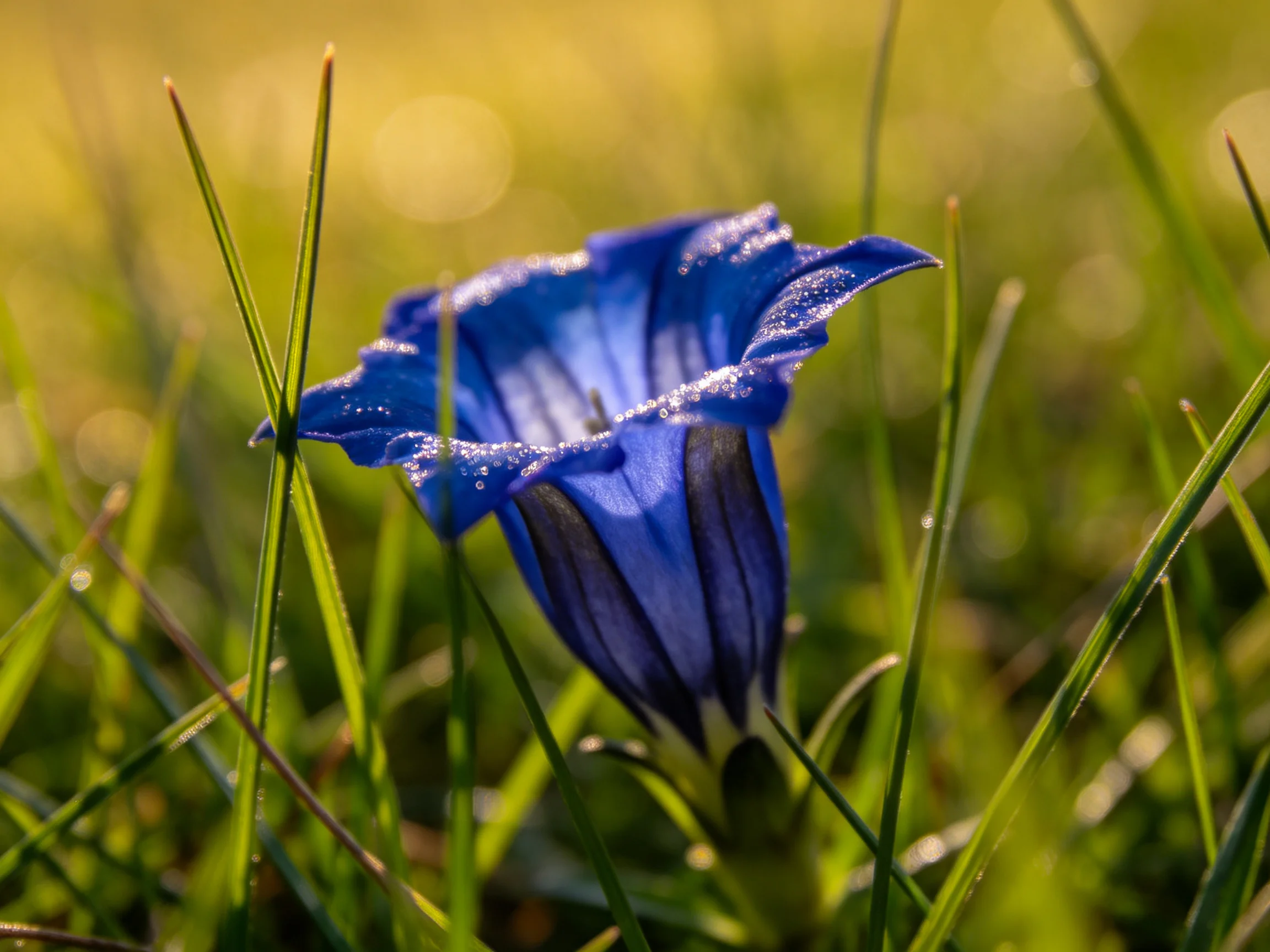 A vibrant blue bellflower surrounded by lush green blades