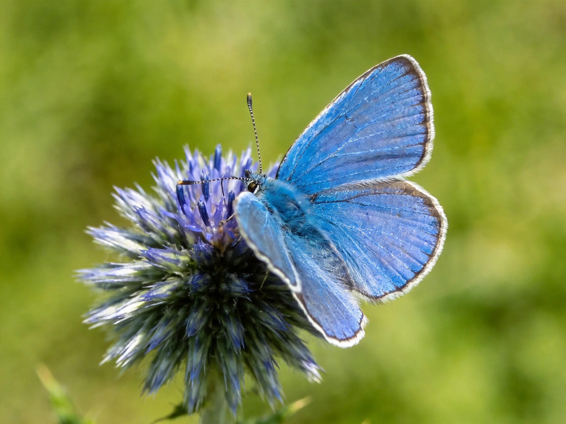 A vibrant blue butterfly perches on a spiky purple flower