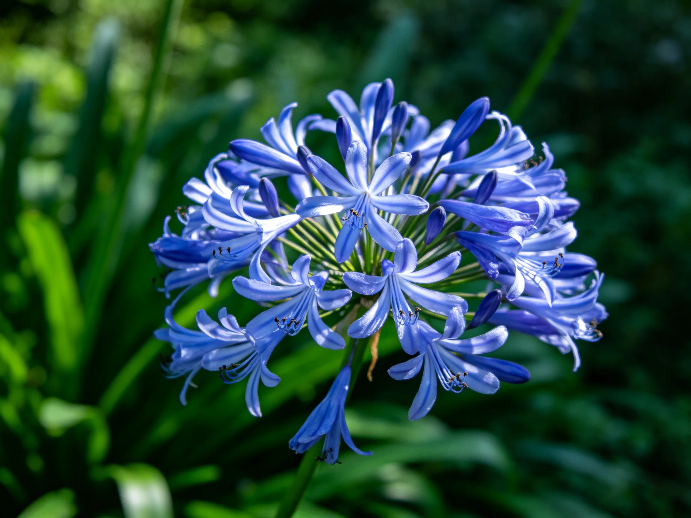 A vibrant blue cluster of agapanthus flowers against lush greenery