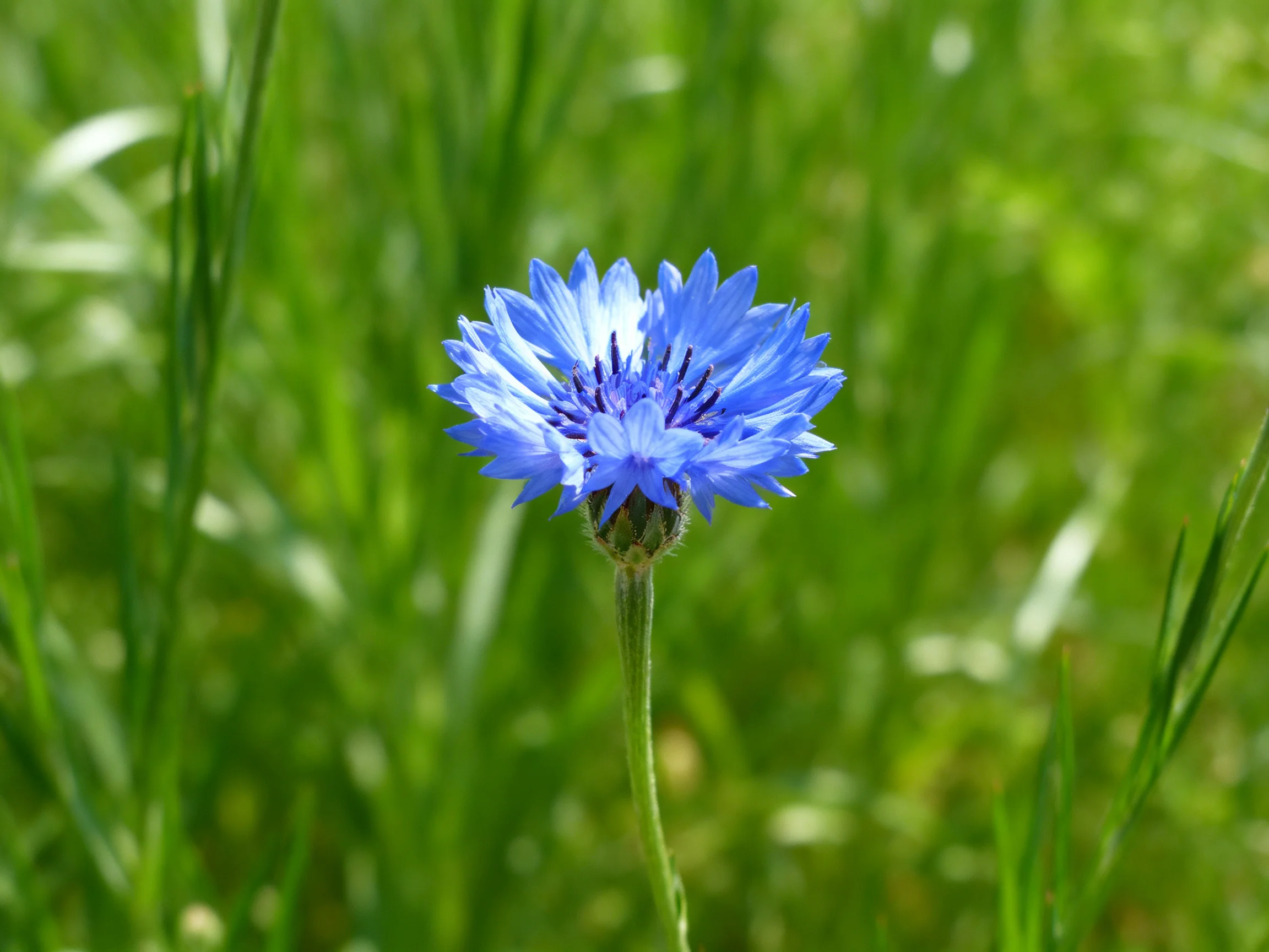 A vibrant blue cornflower blooms amid lush green grass