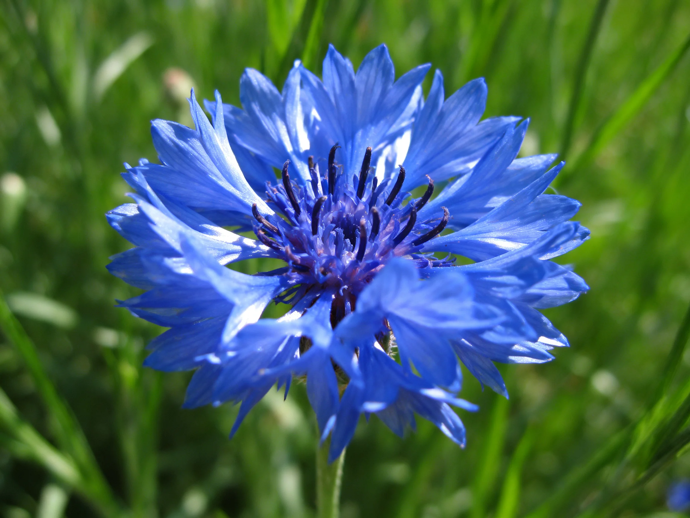 A vibrant blue cornflower blooms amidst lush green foliage