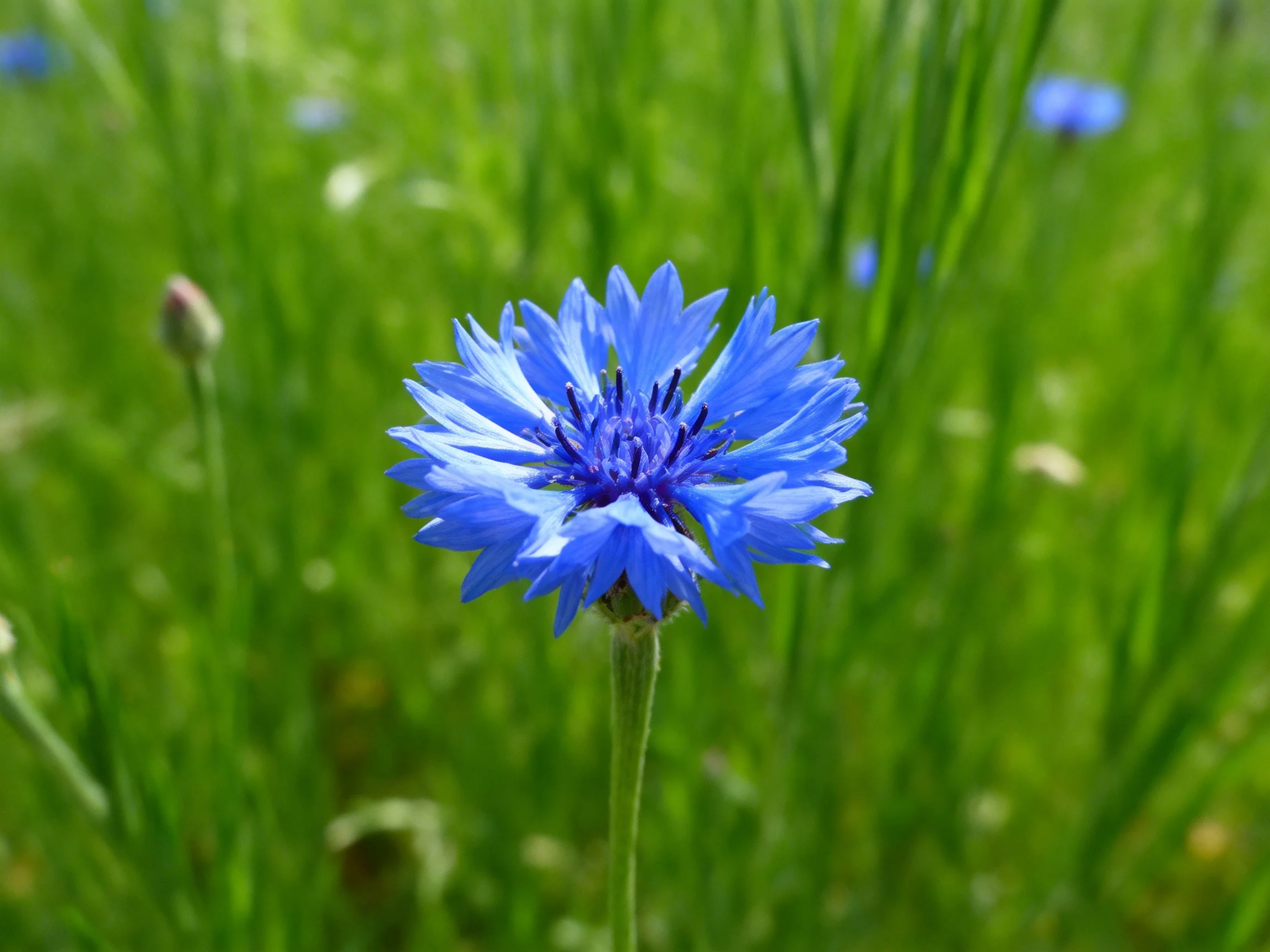 A vibrant blue cornflower blooms among tall green grasses