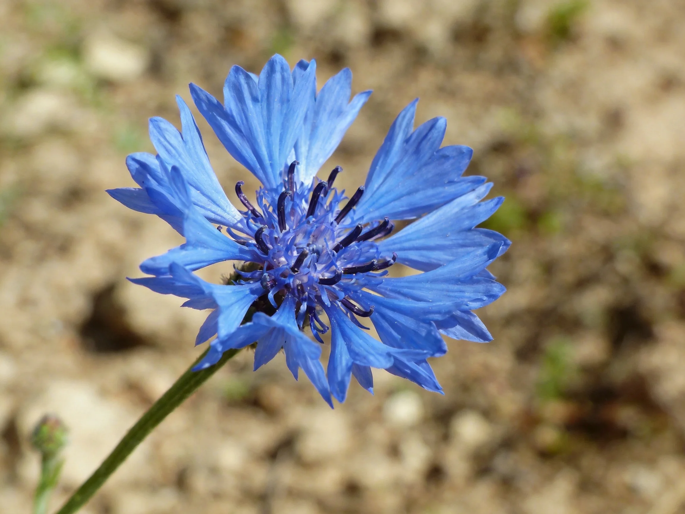 A vibrant blue cornflower stands out against a blurred earthy background