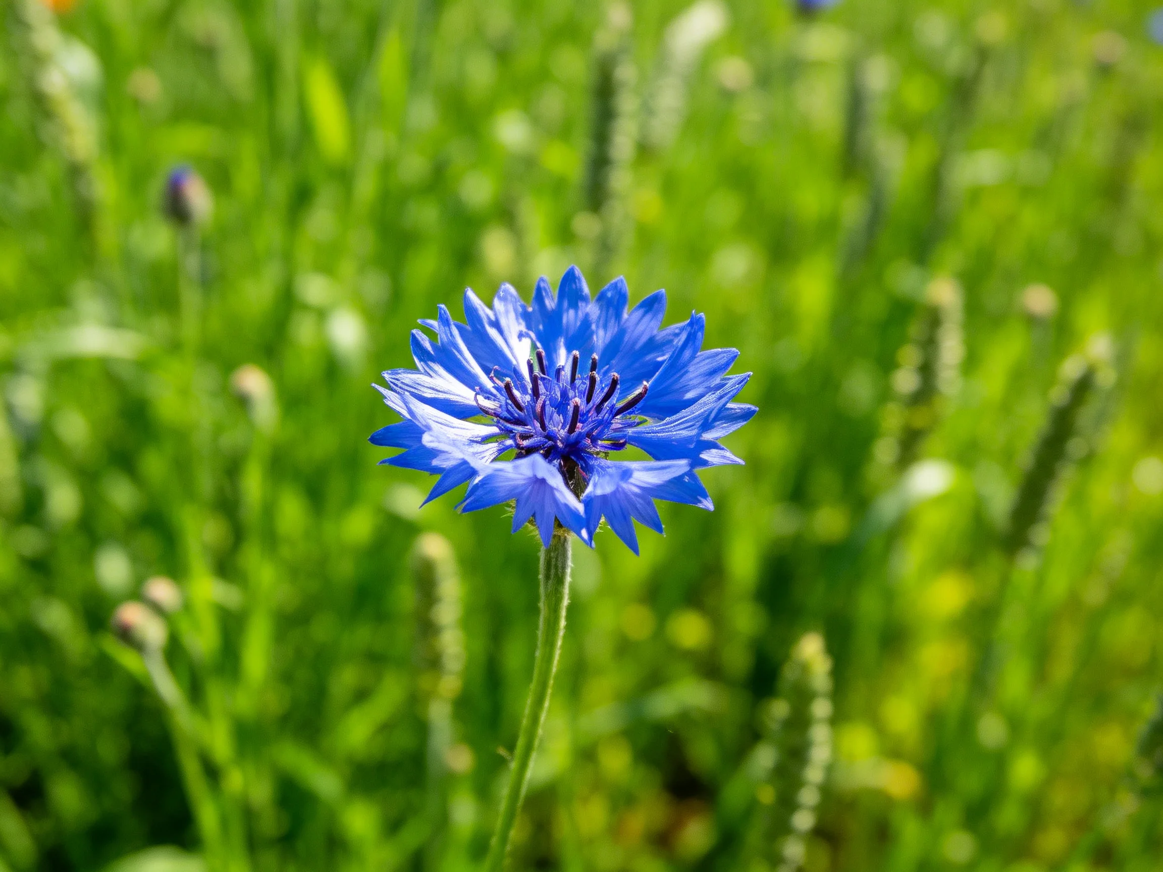 A vibrant blue cornflower stands out amid lush green foliage