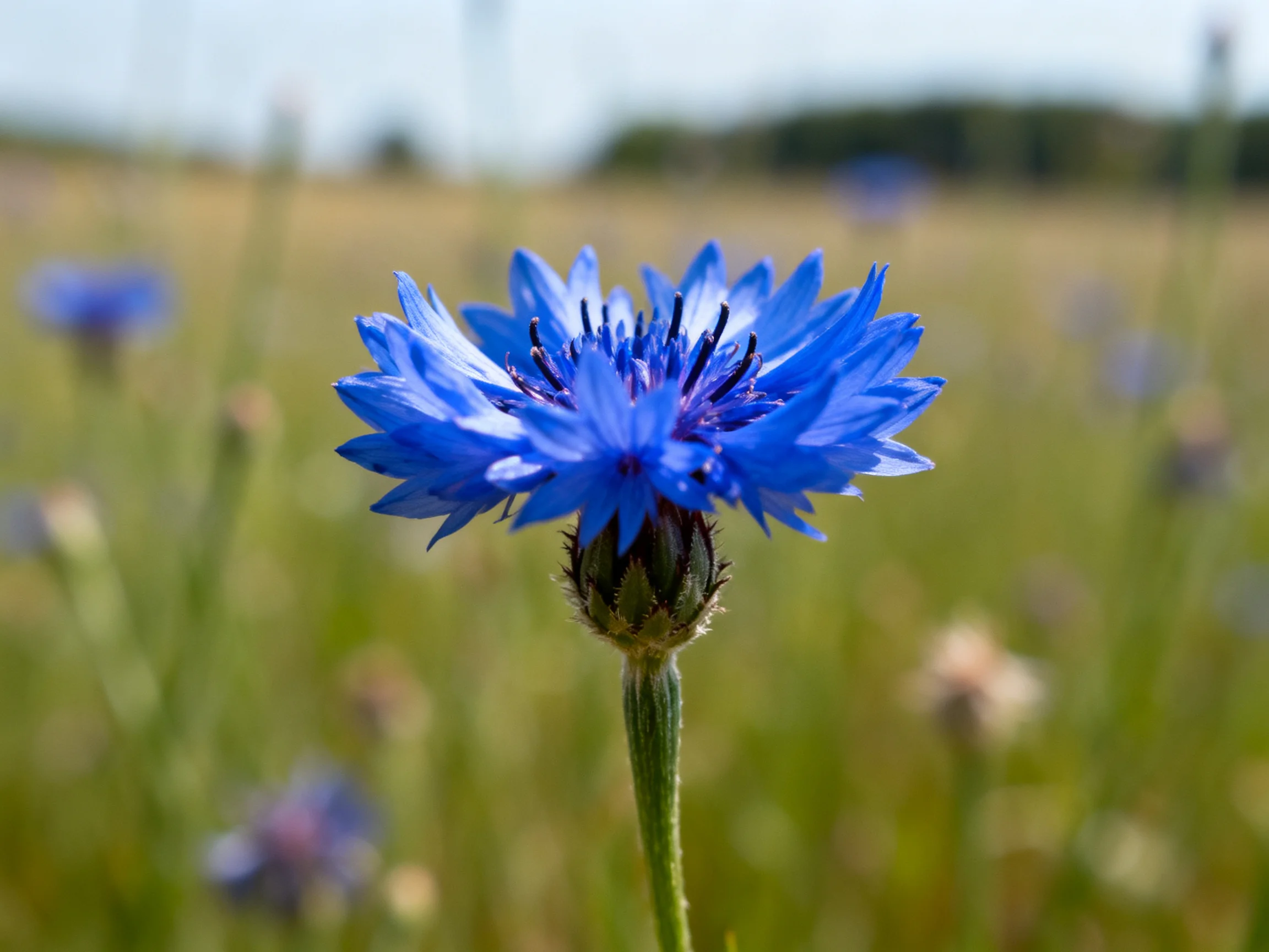 A vibrant blue cornflower stands out among blurred wildflowers in a sunny field