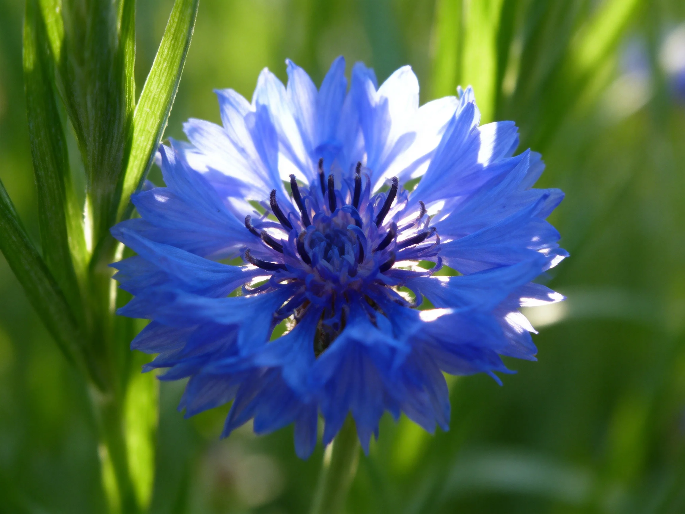 A vibrant blue cornflower with layered petals amid green foliage