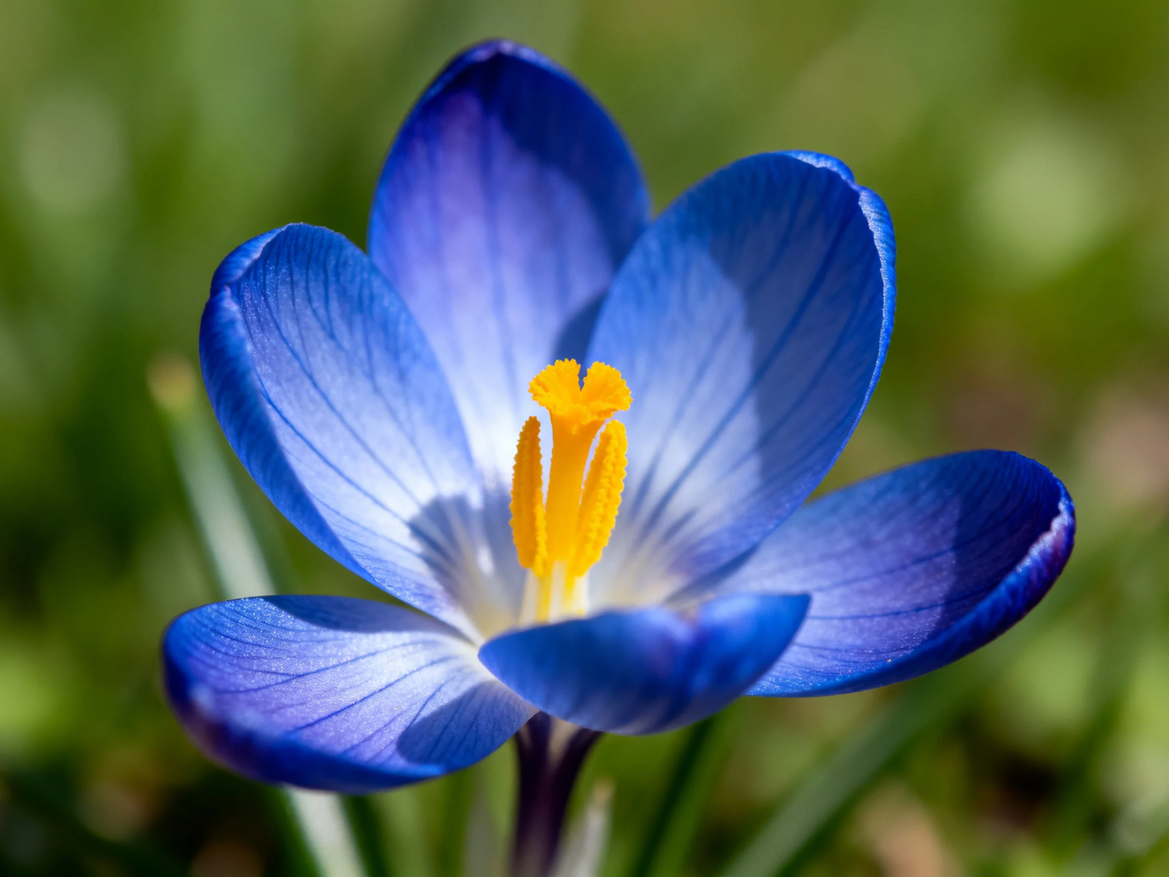 A vibrant blue crocus flower with bright yellow stamens