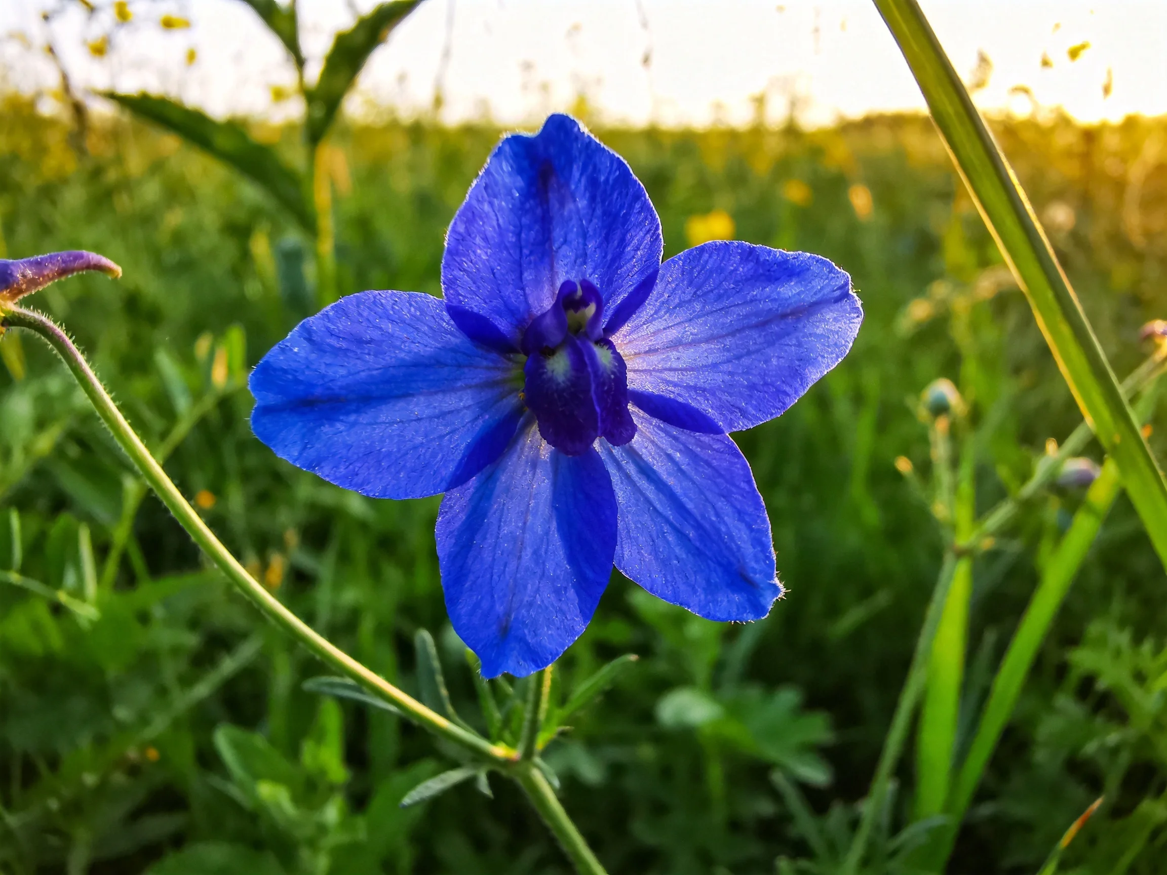 A vibrant blue flower blooms amid lush greenery under golden light