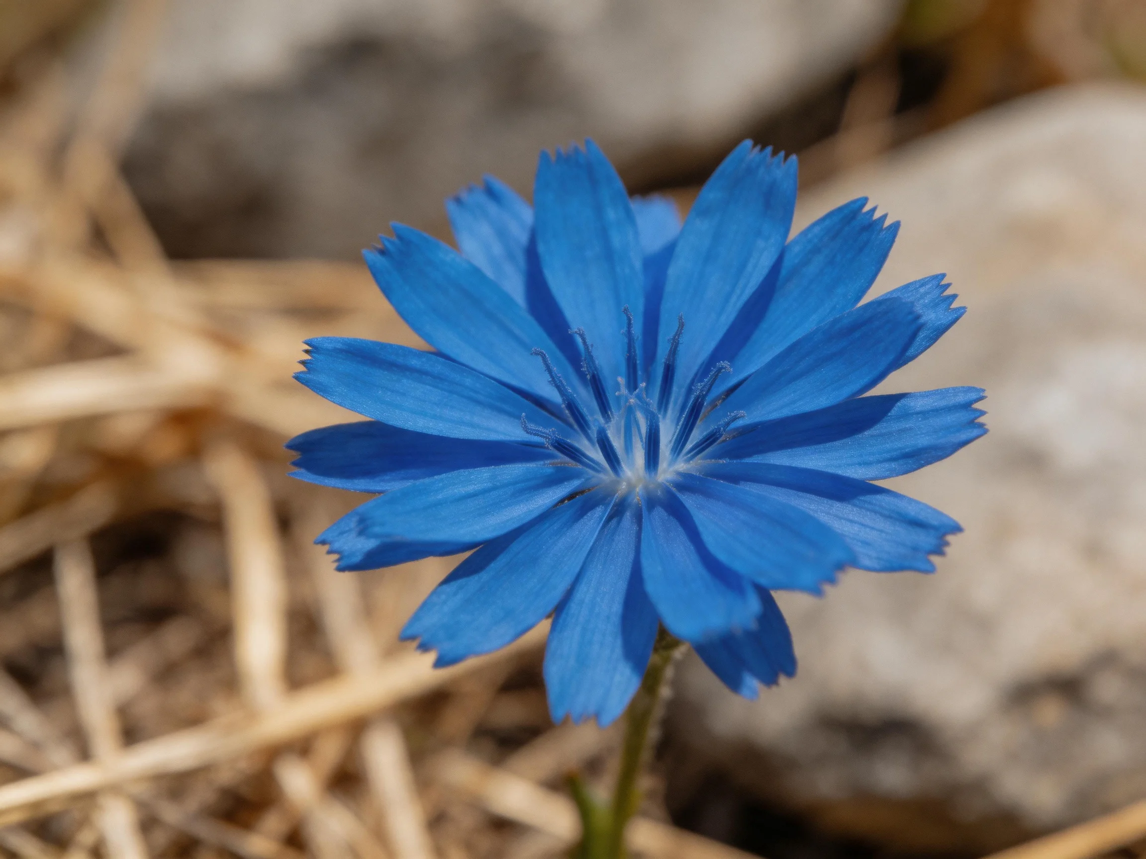 A vibrant blue flower blooms near dry straw and rocks