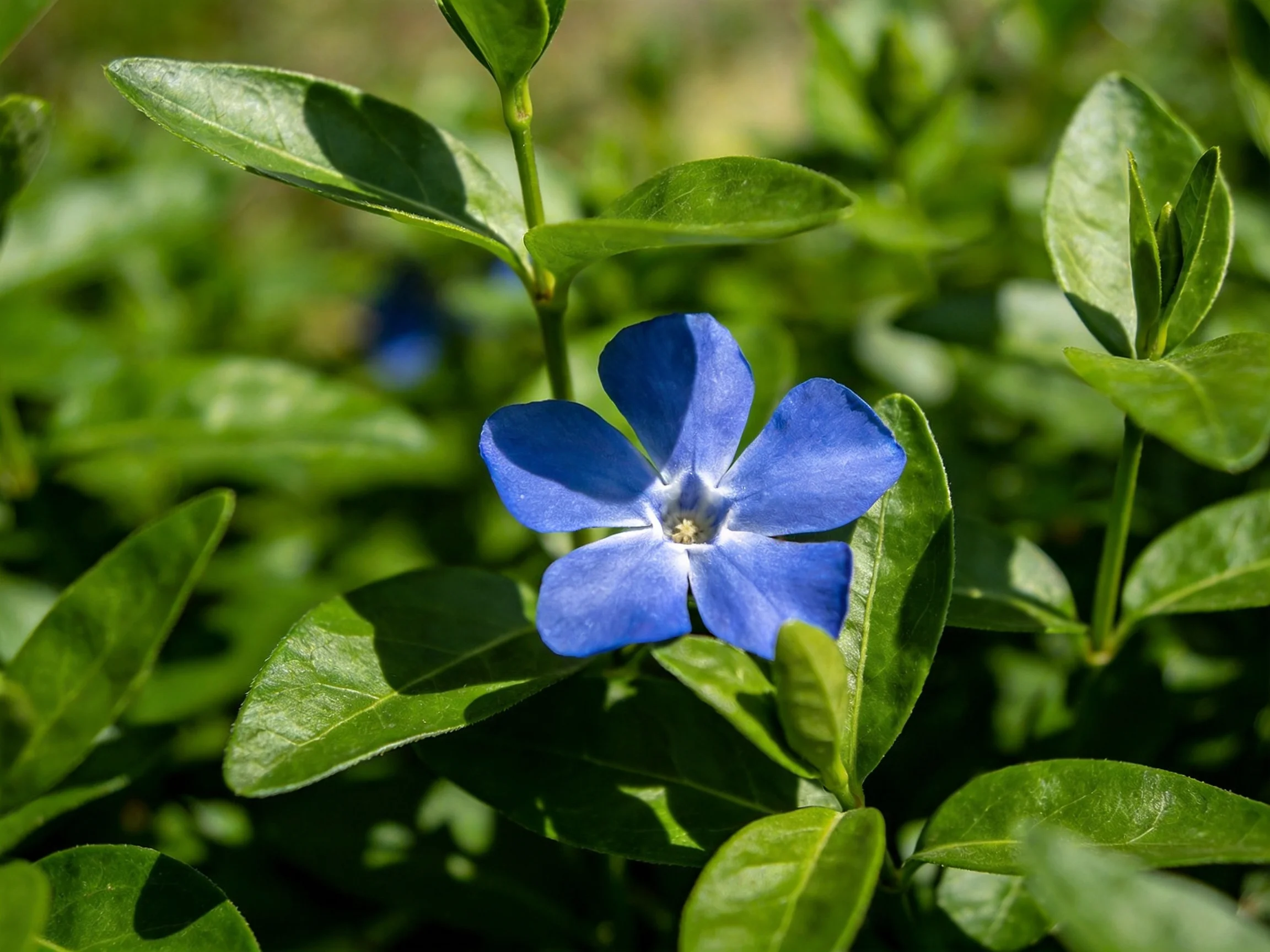 A vibrant blue flower surrounded by glossy green foliage